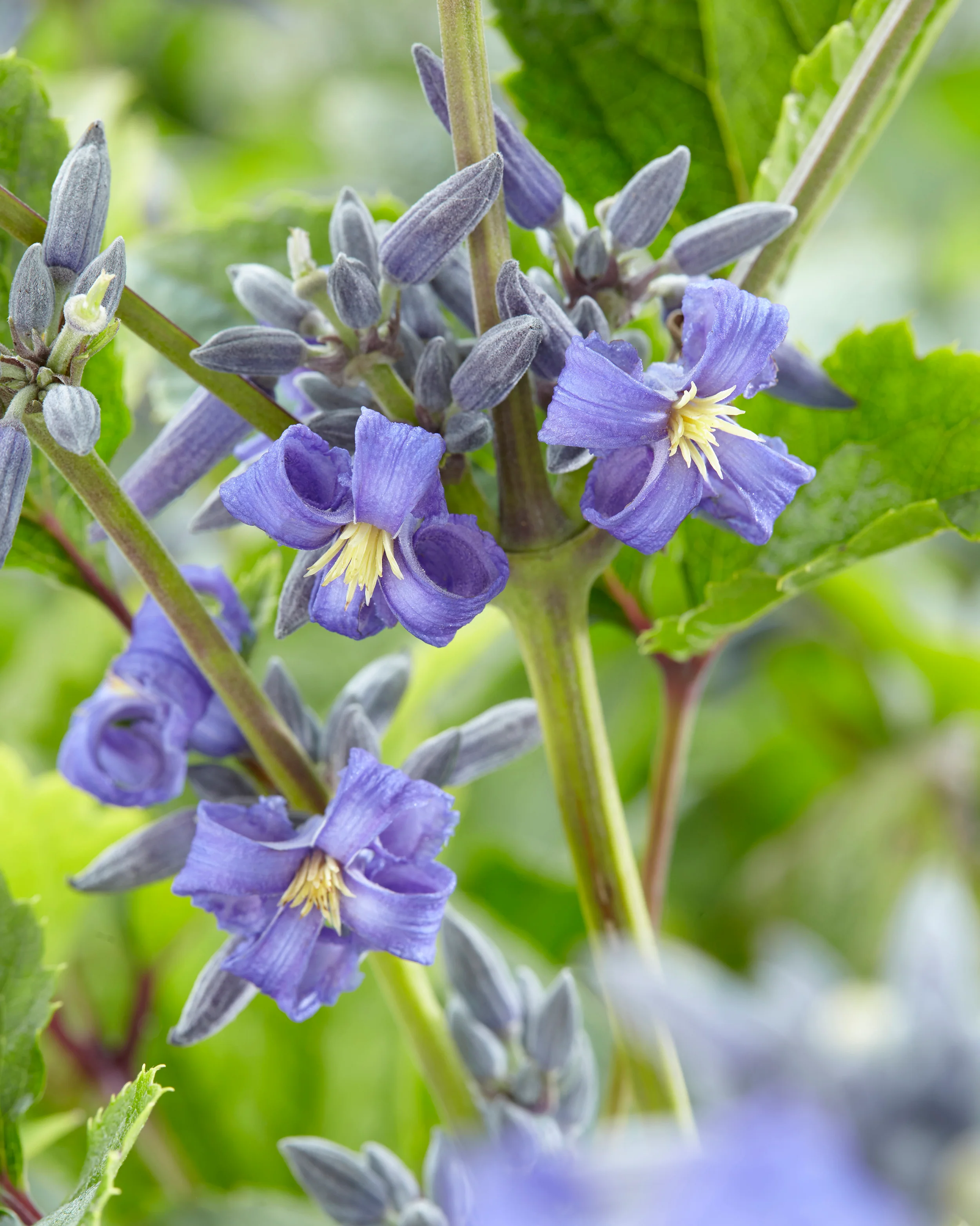 Clematis 'New Love' - Image 3