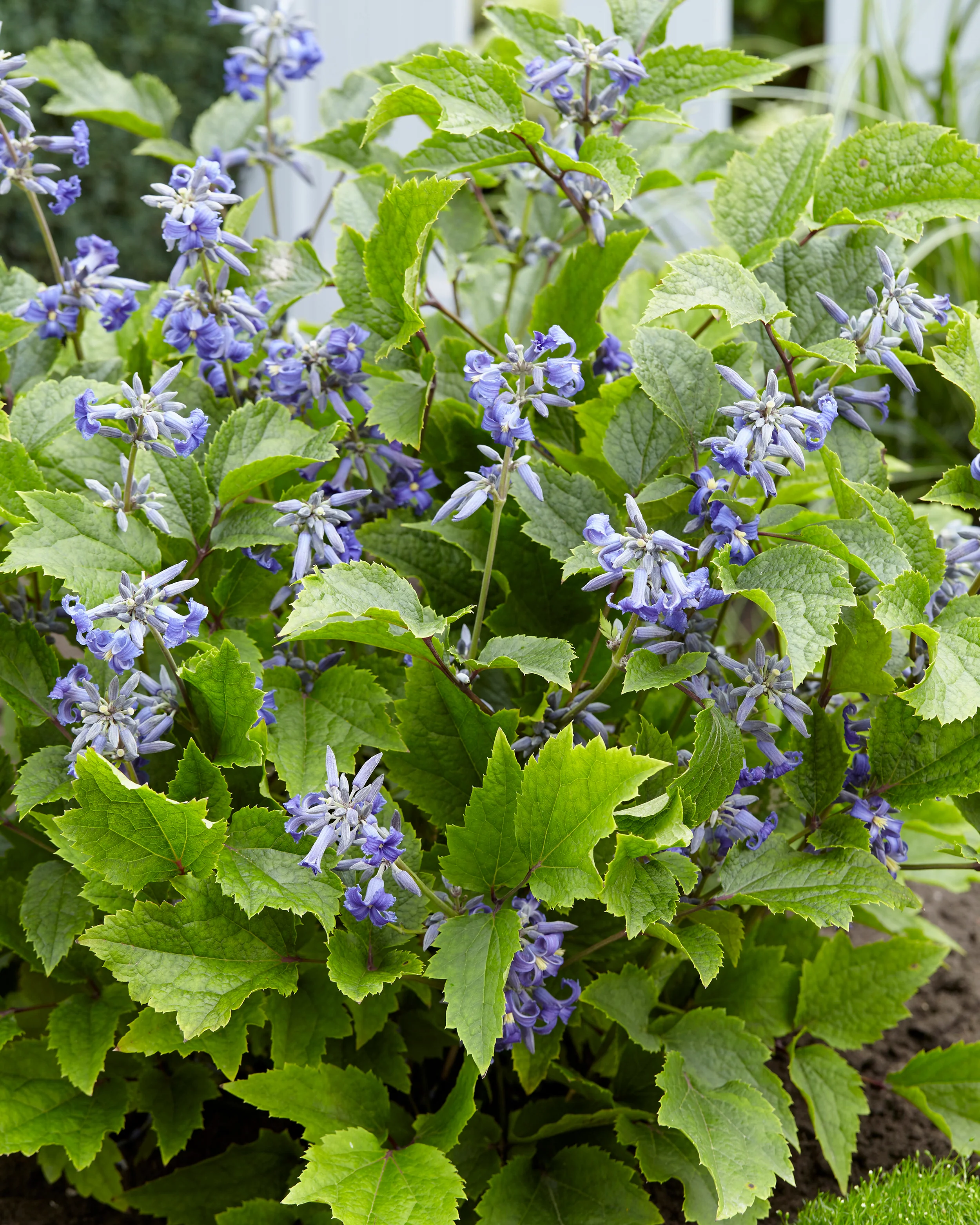Clematis 'New Love' - Image 6