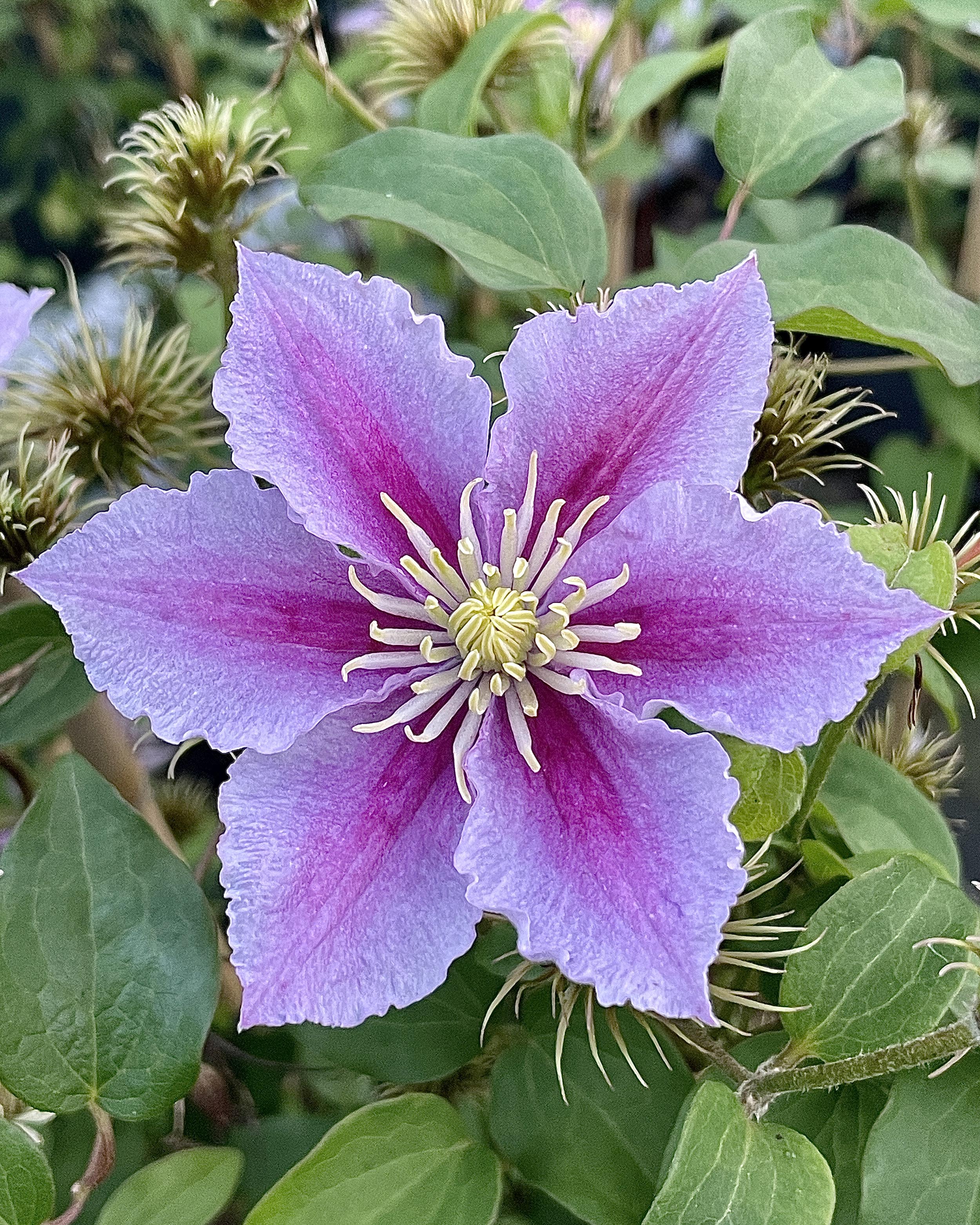 Clematis 'Piilu' - Image 2