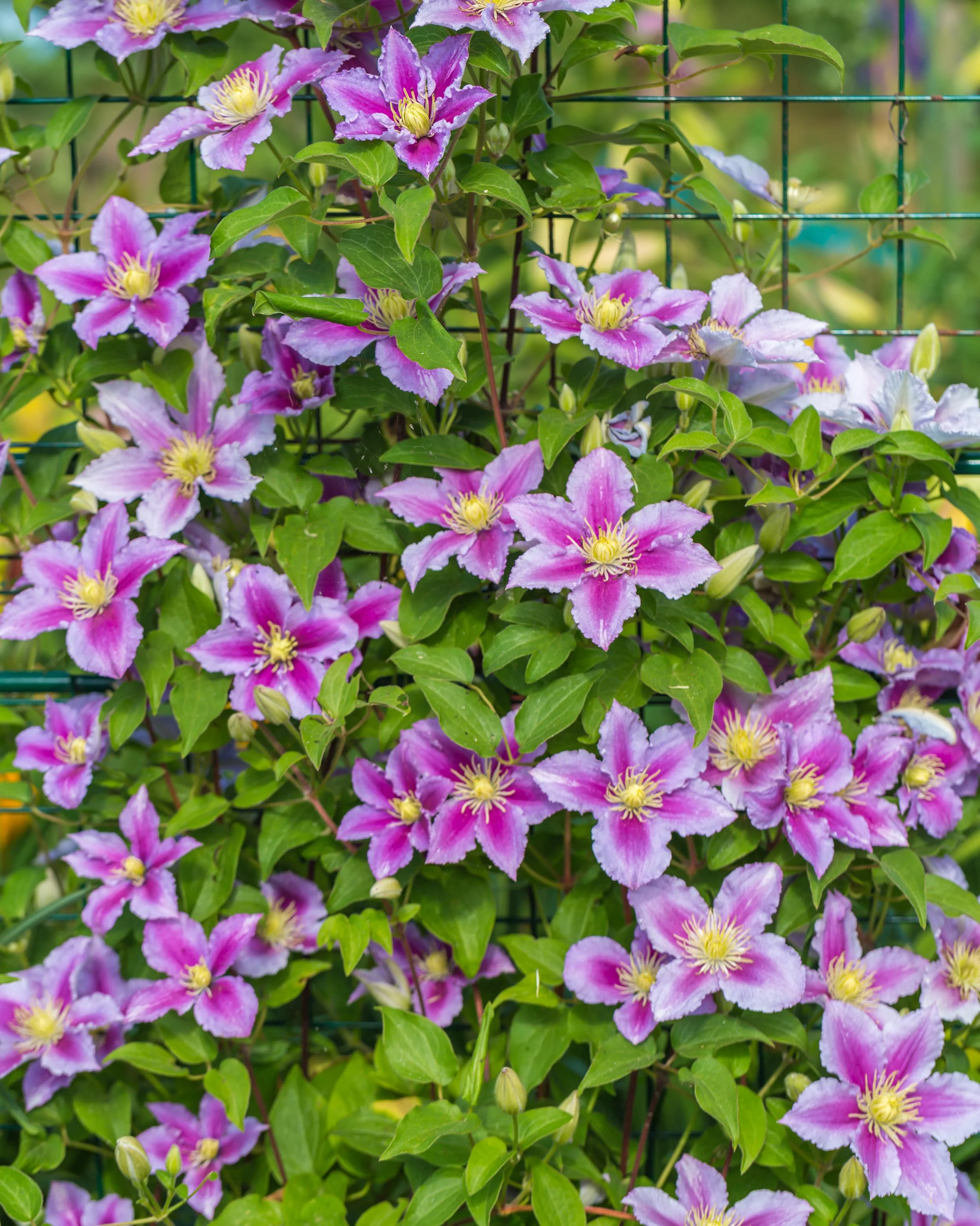 Clematis 'Piilu' - Image 3