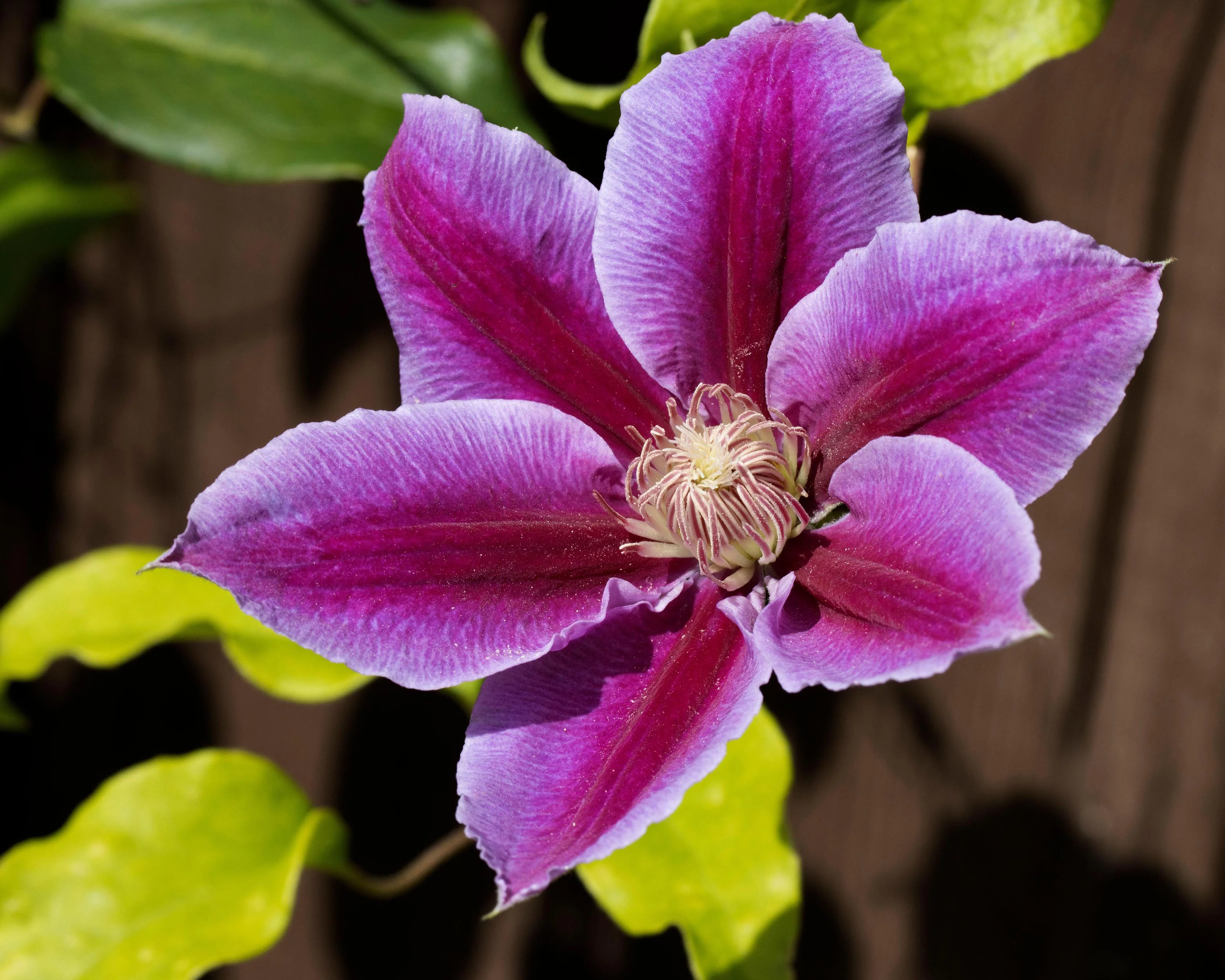 Clematis 'Piilu' - Image 4