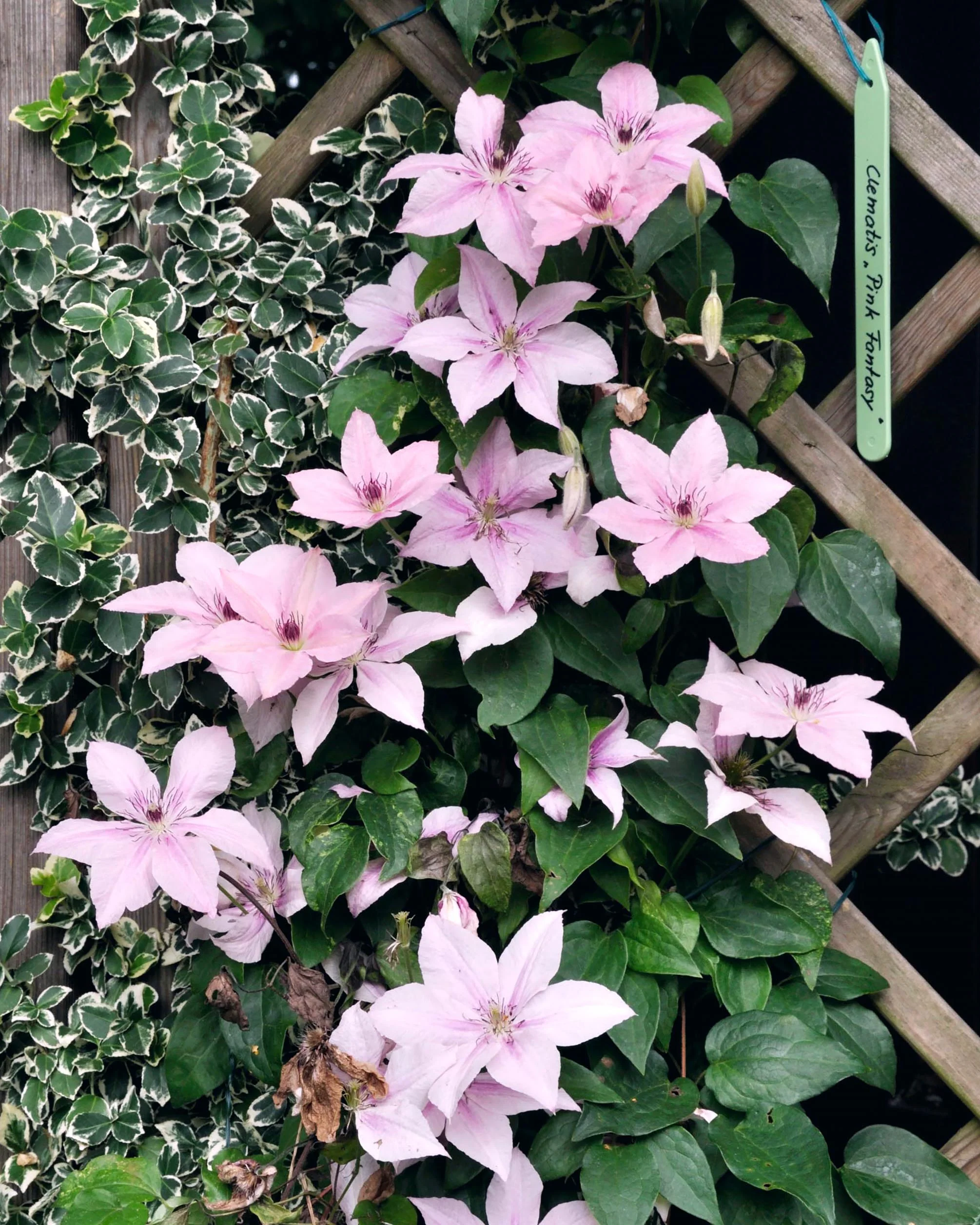 Clematis 'Pink Fantasy' - Image 2