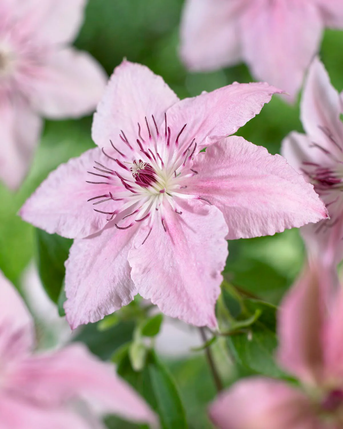 Clematis 'Pink Fantasy' - Image 3
