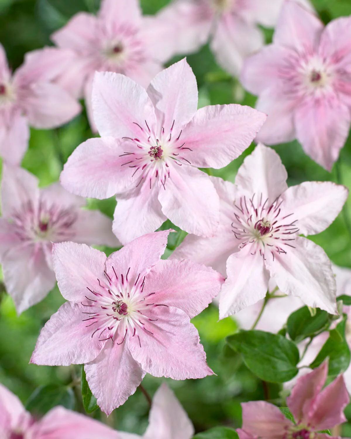 Clematis 'Pink Fantasy' - Image 5