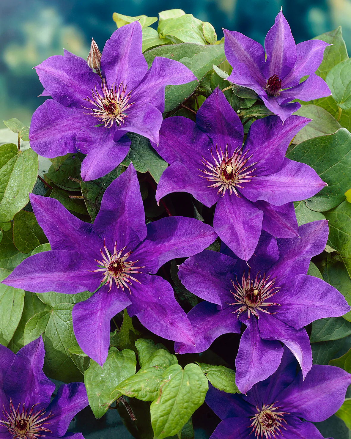 Clematis 'The President' - Image 6