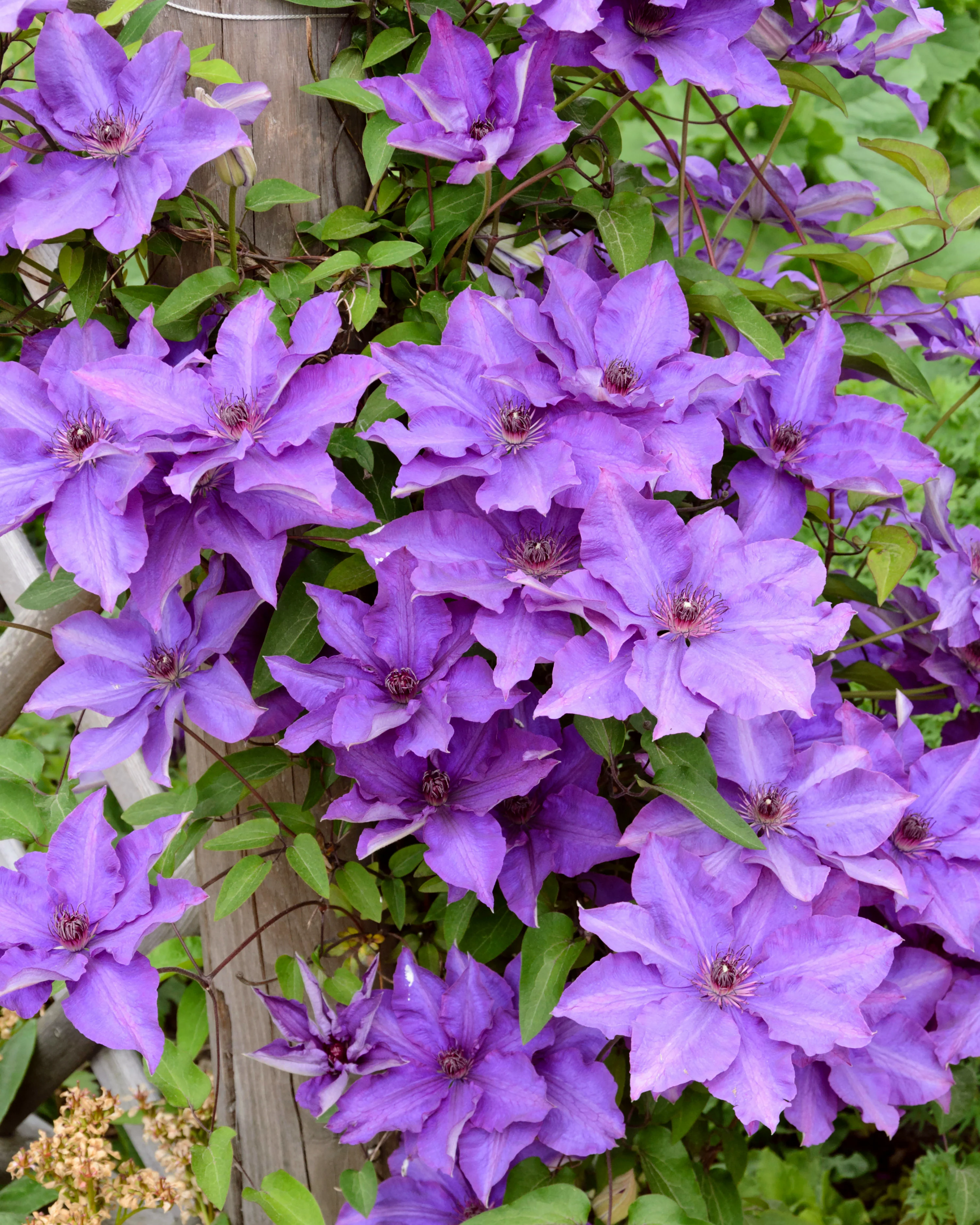 Clematis 'The President' - Image 7
