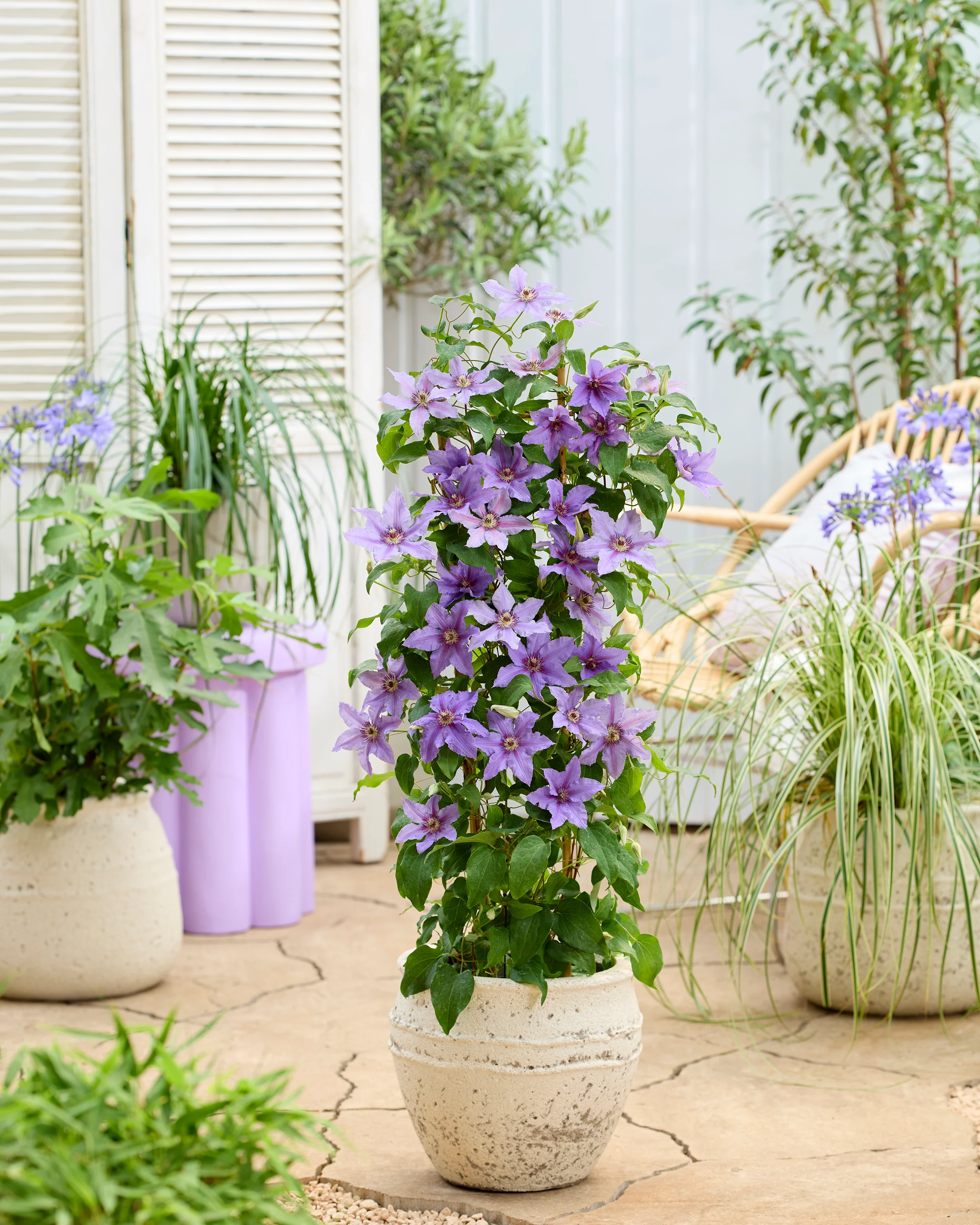 Clematis 'Tumaini' - Image 3