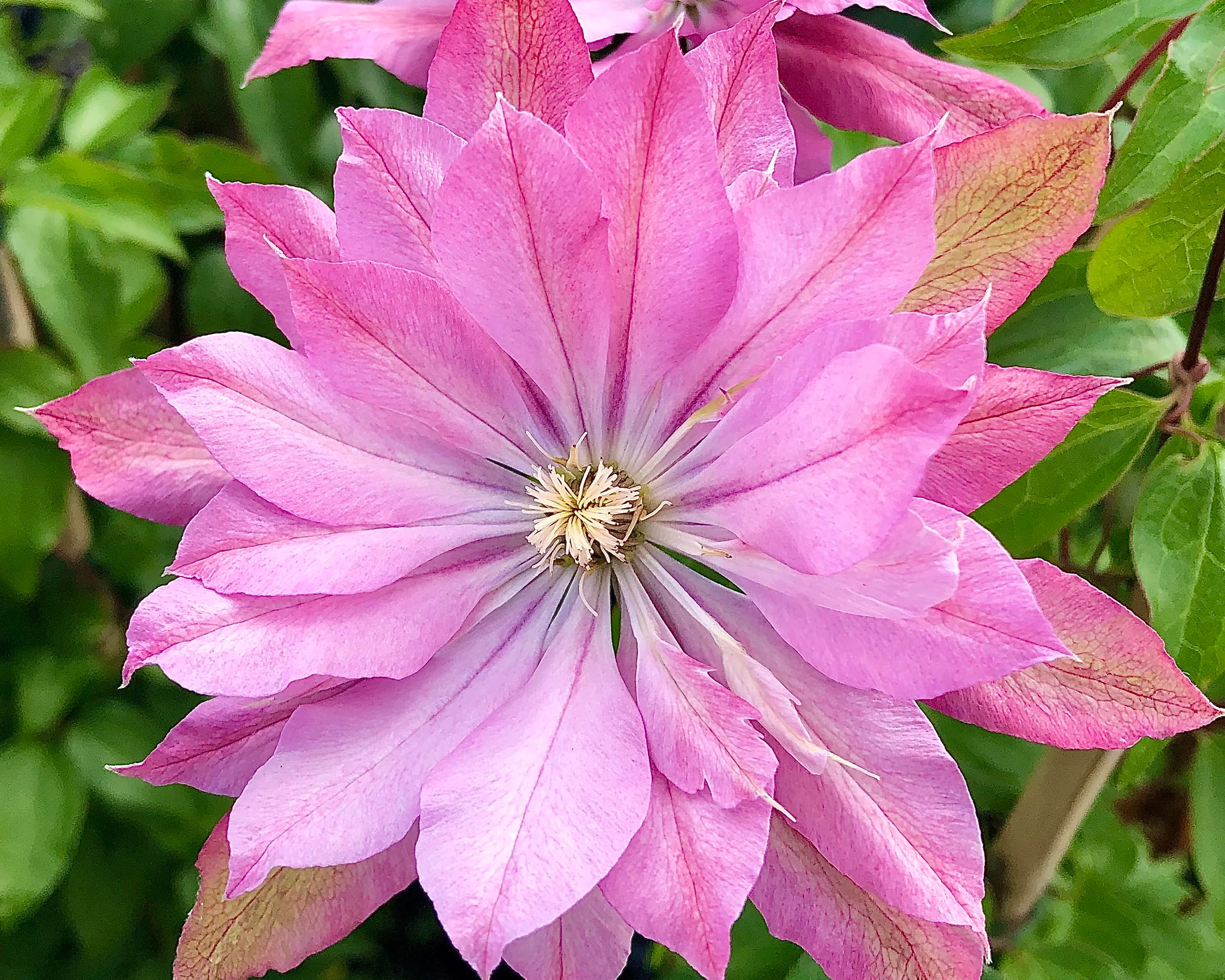 Clematis 'Violet Elizabeth' - Image 2