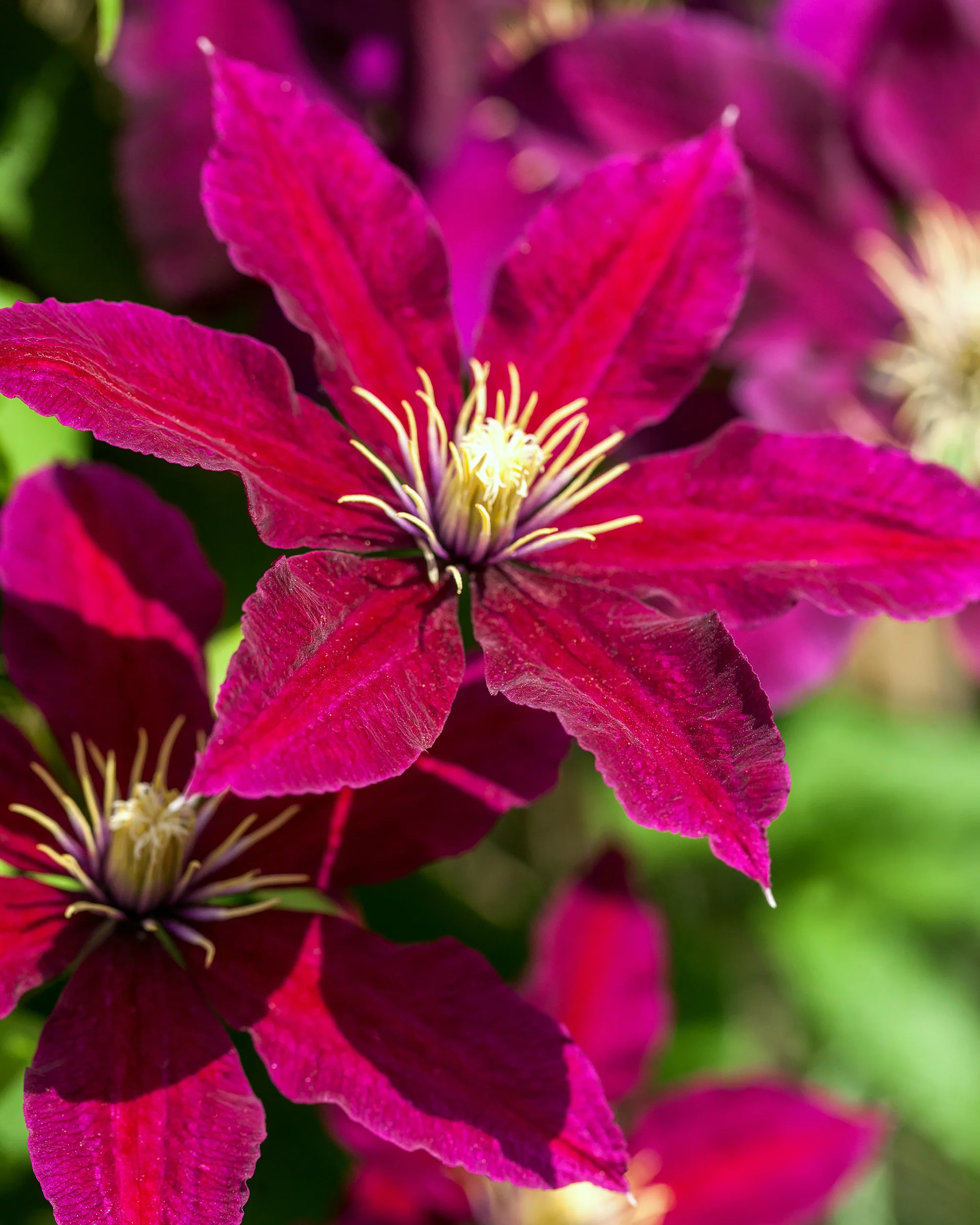 Clematis 'Vitiwester' - Image 3
