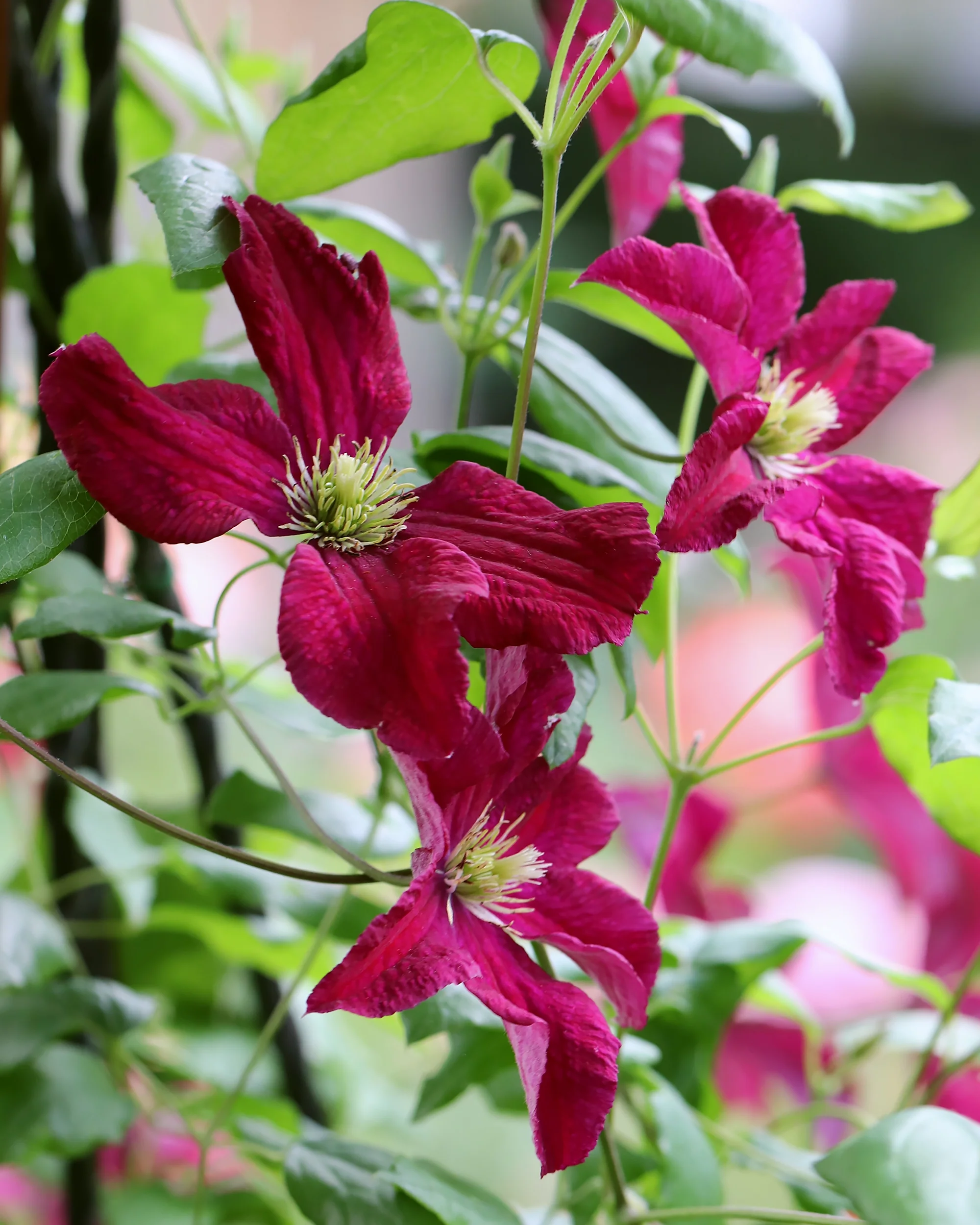 Clematis 'Vitiwester' - Image 4