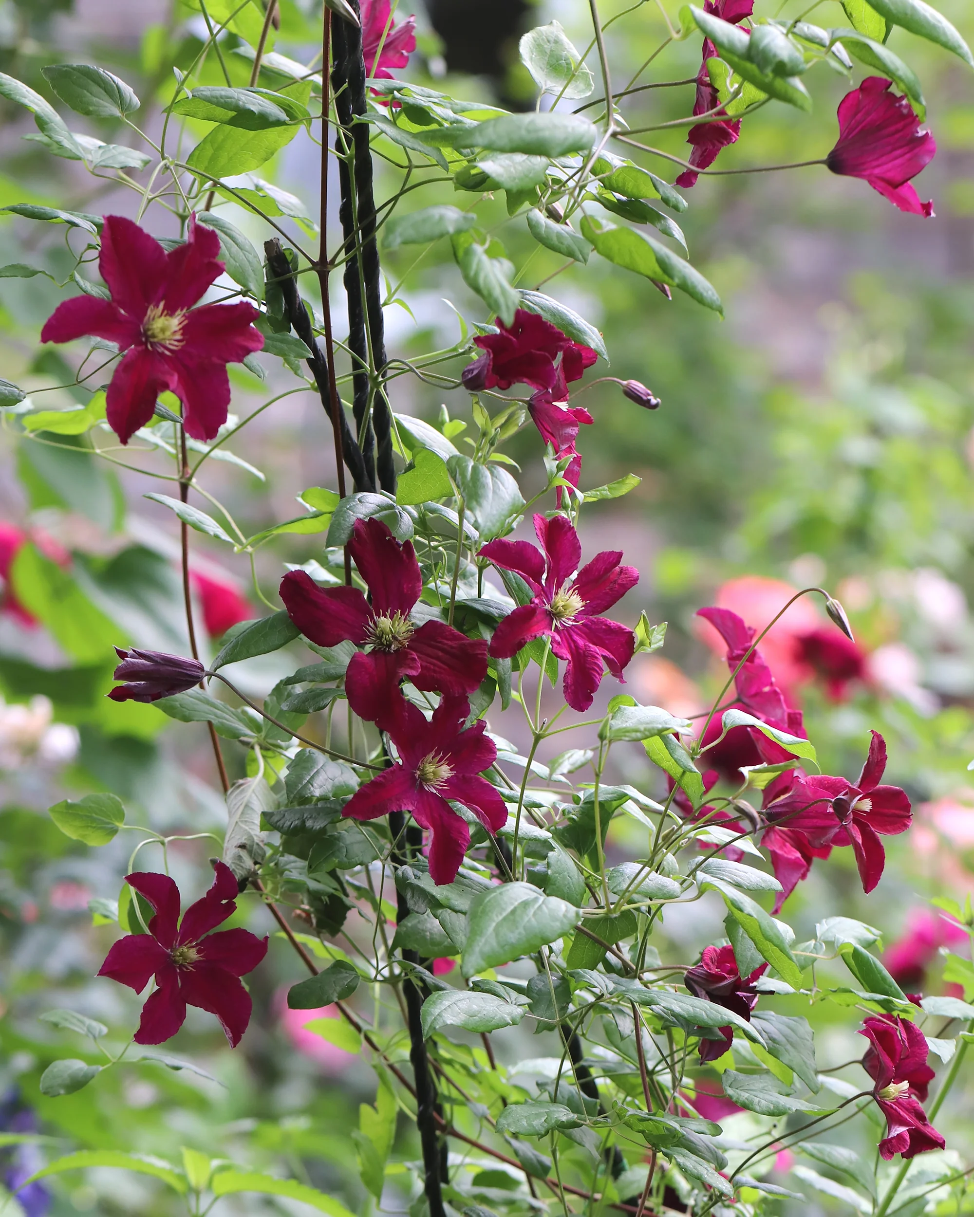 Clematis 'Vitiwester' - Image 7