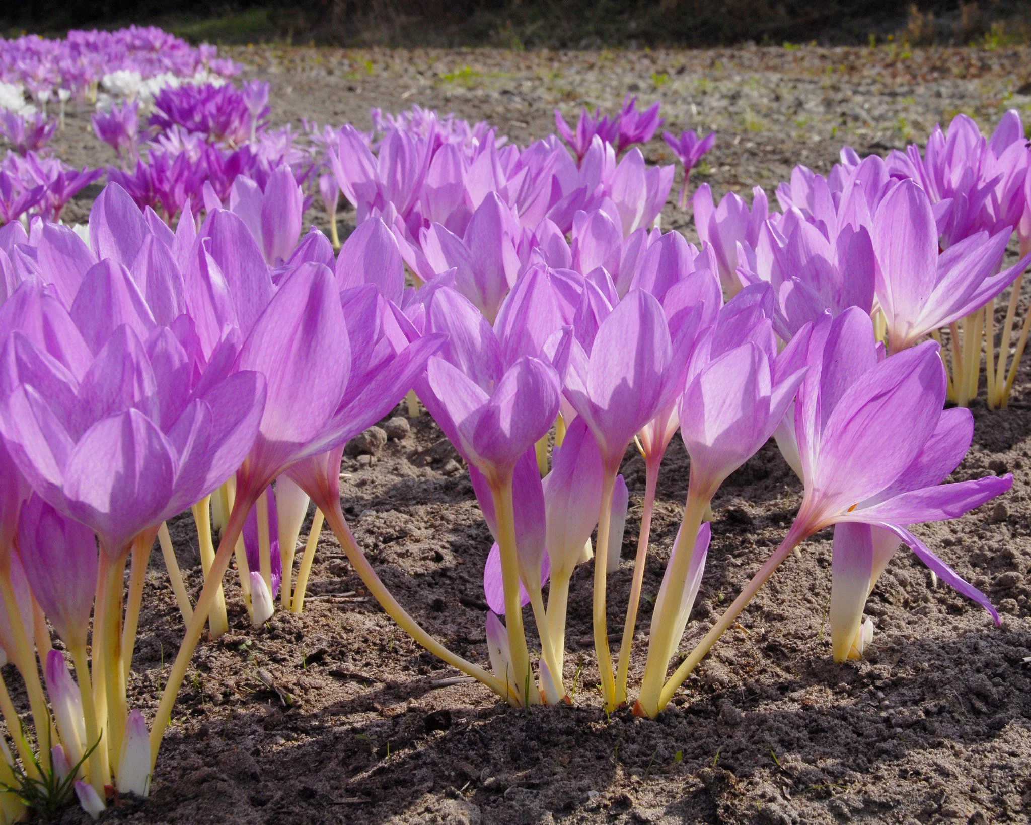 Colchicum 'Giant' - Image 5