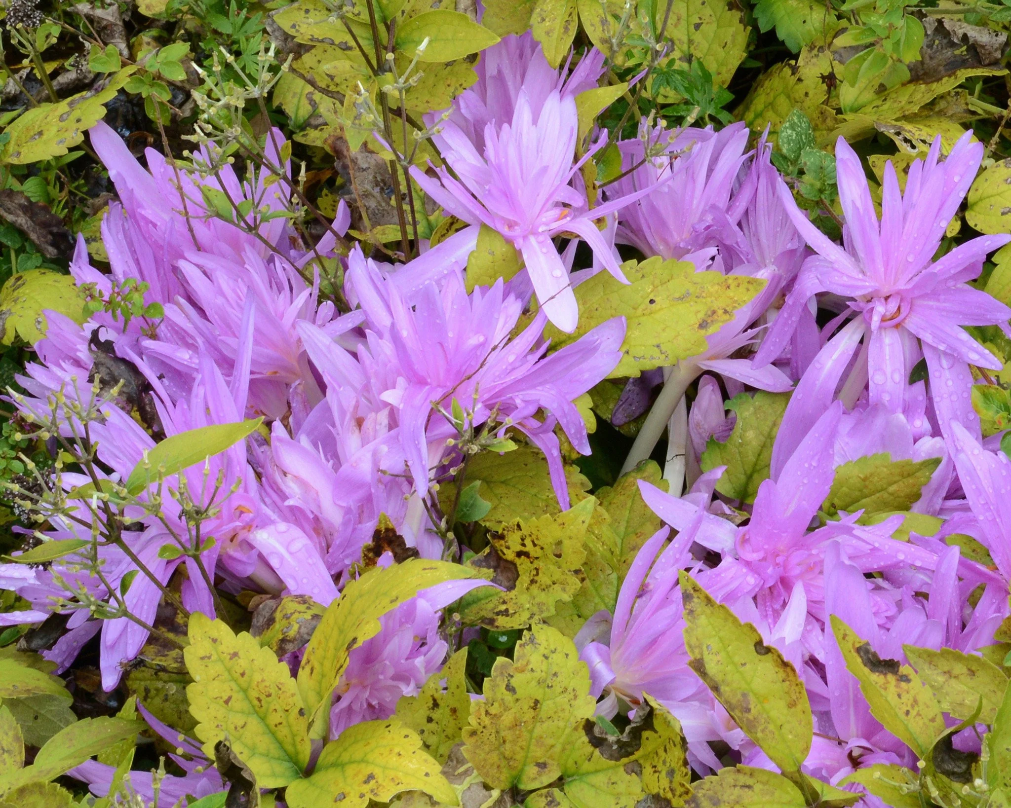 Colchicum 'Water Lily' - Image 4