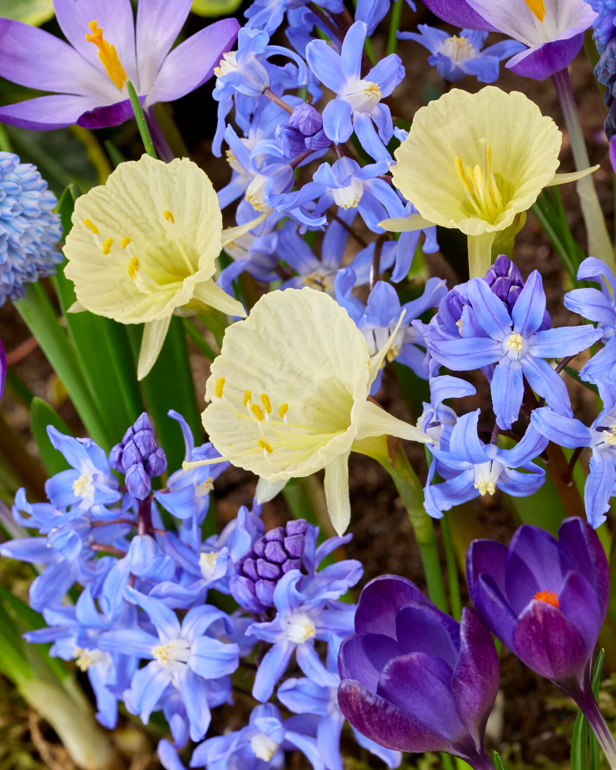 Collection 'Garden Glee' - Image 2
