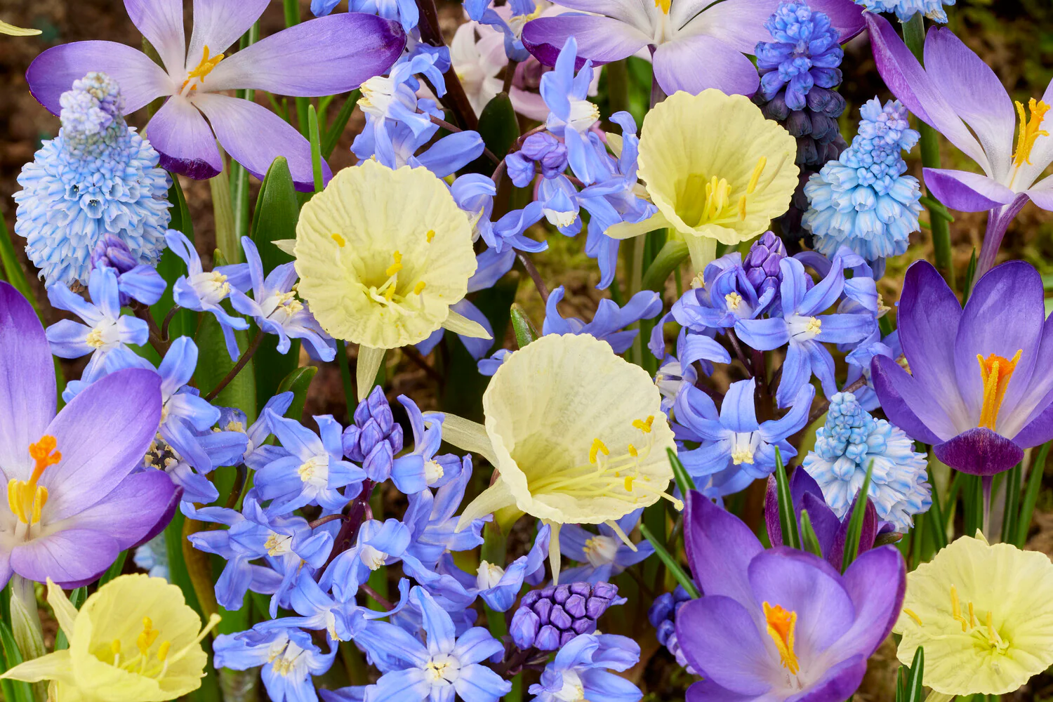 Collection 'Garden Glee' - Image 3