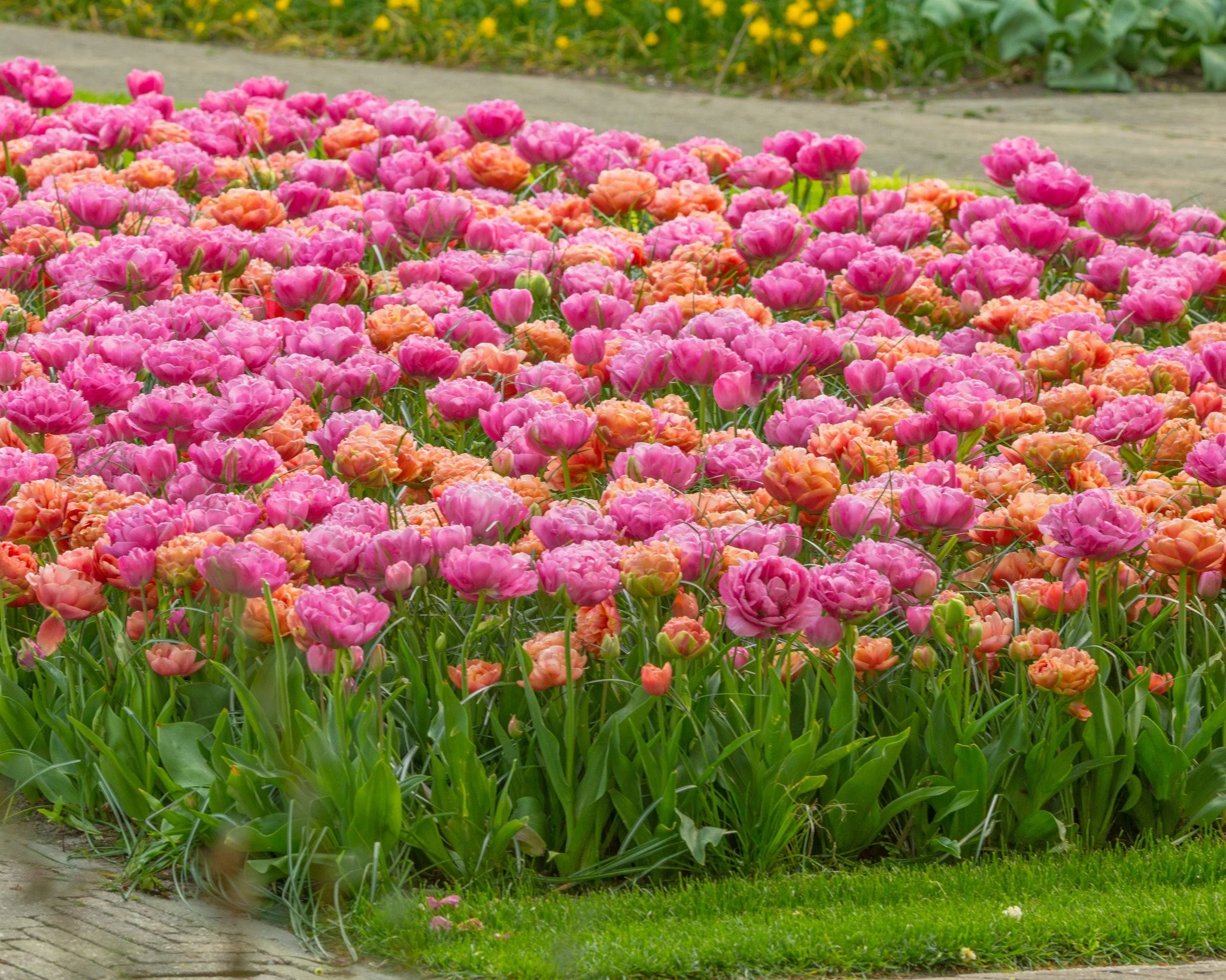 Tulip collection 'Gracy's Pride' - Image 3