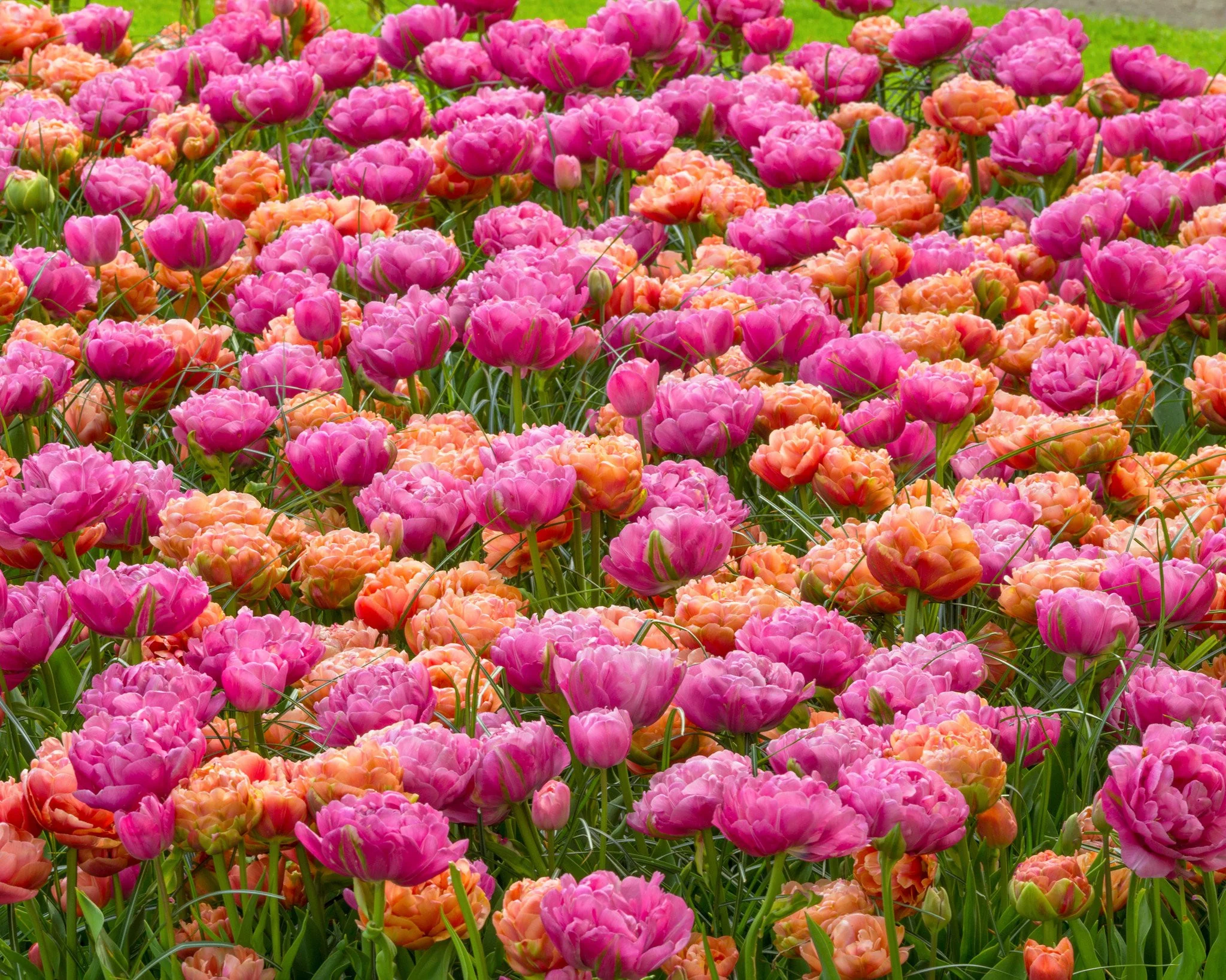 Tulip collection 'Gracy's Pride' - Image 4