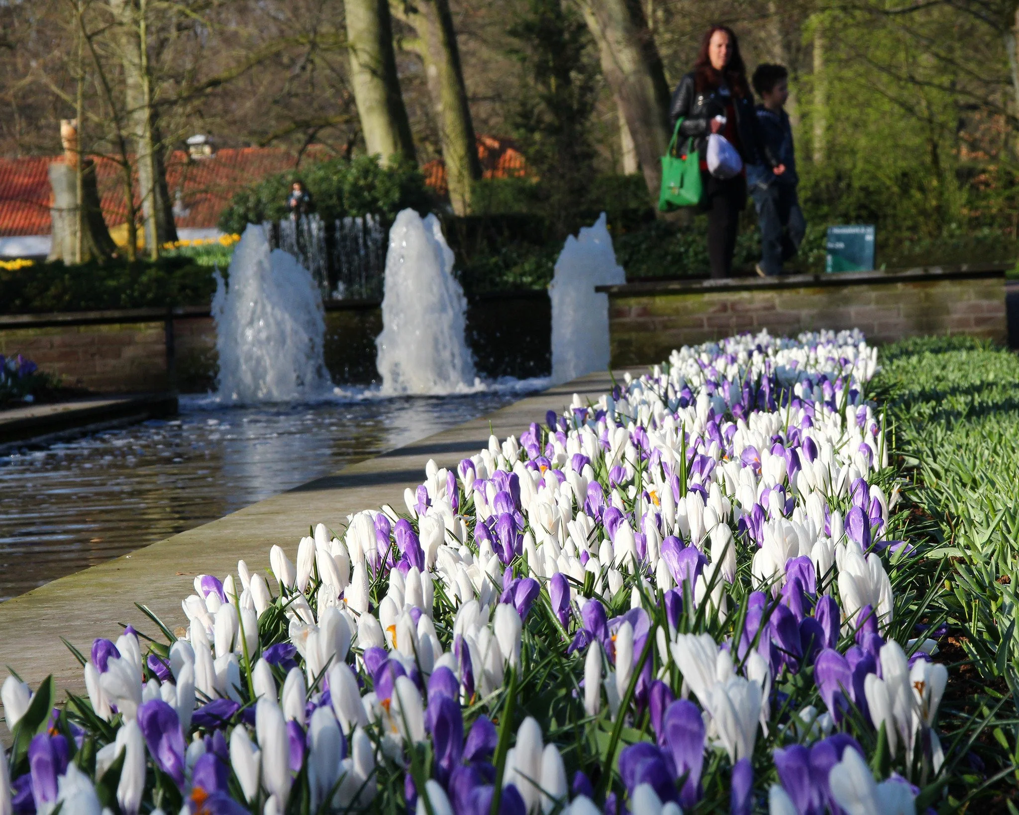 Crocus collection 'Match of the Day' - Image 3