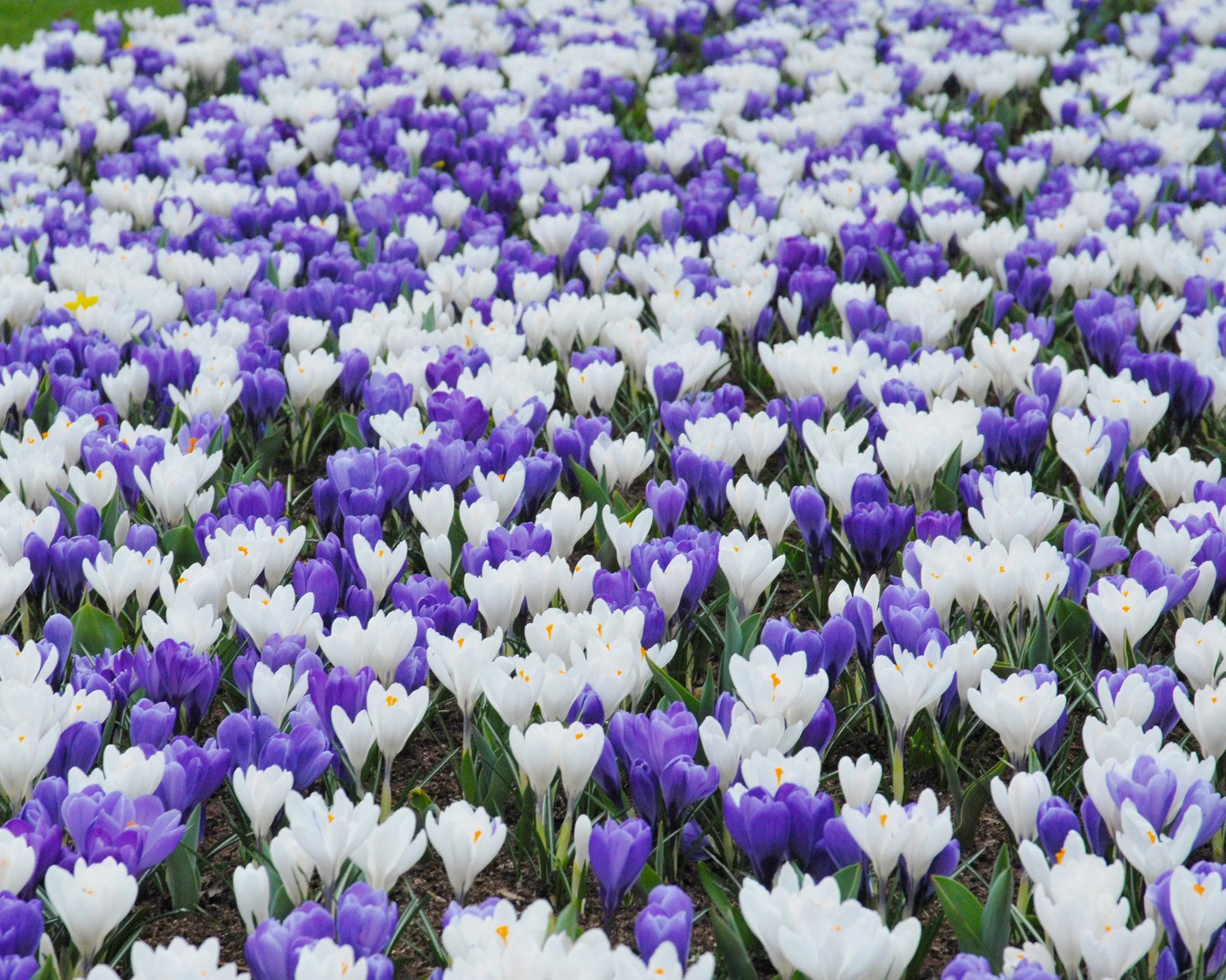 Crocus collection 'Match of the Day' - Image 4