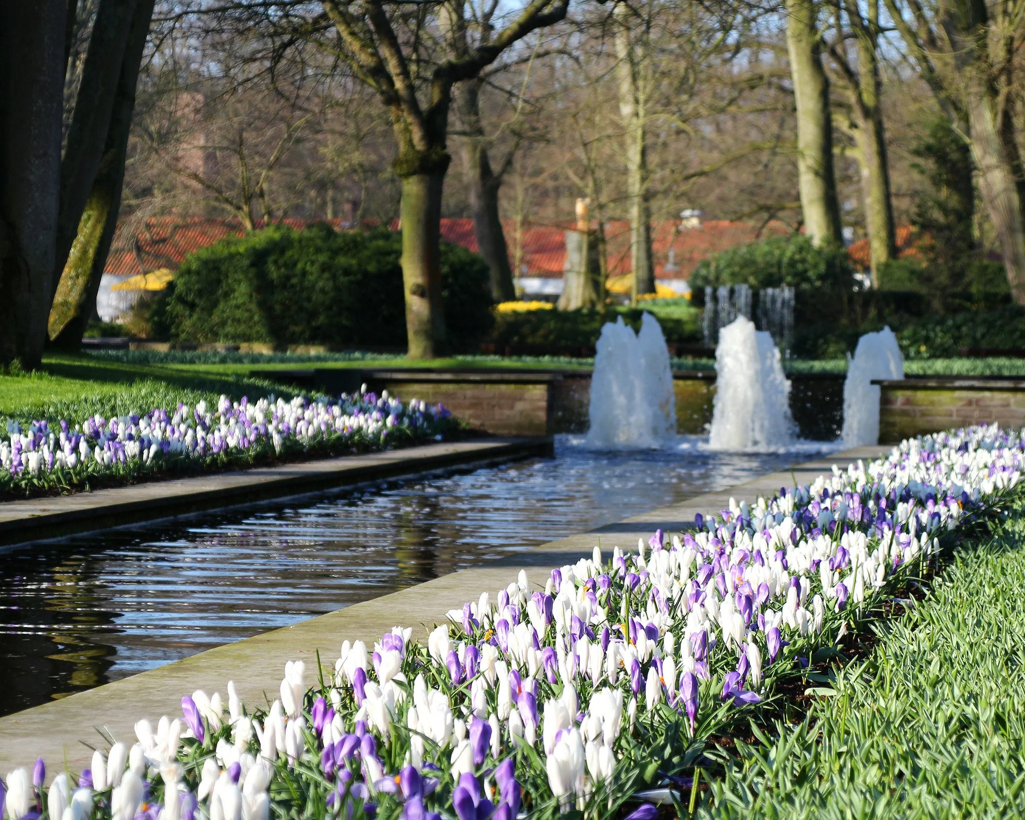 Crocus collection 'Match of the Day' - Image 6