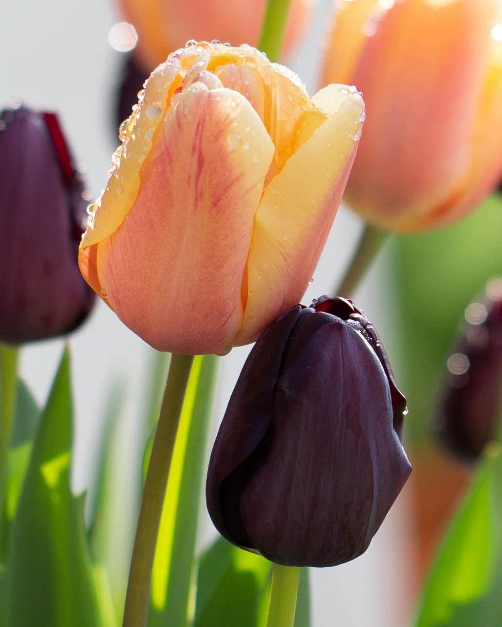 Tulip collection 'Night & Day' - Image 2