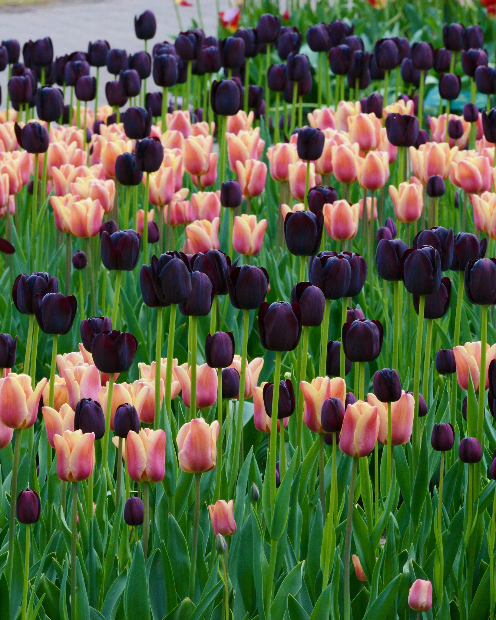 Tulip collection 'Night & Day' - Image 3