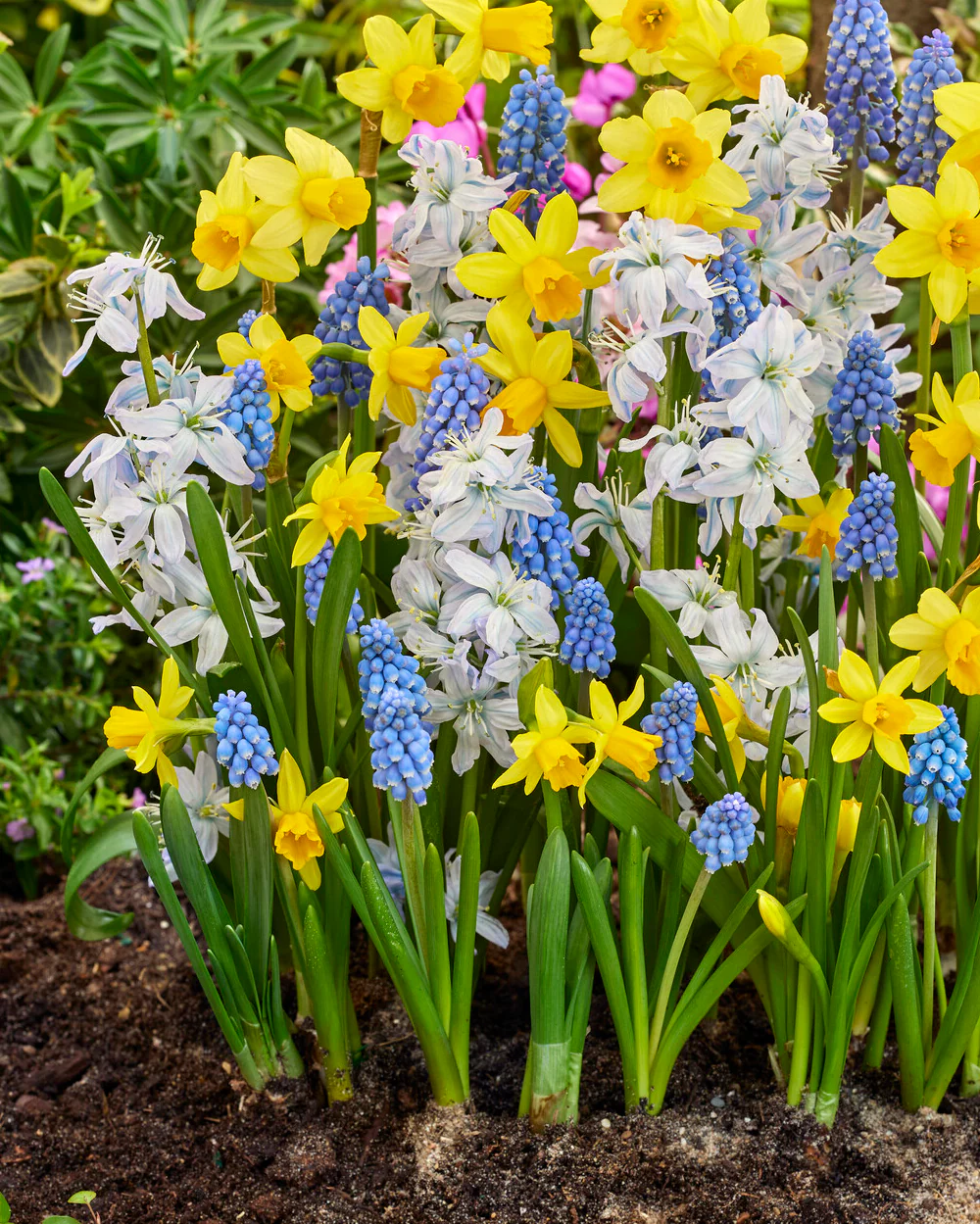 Collection 'Spring Spectacle' - Image 2