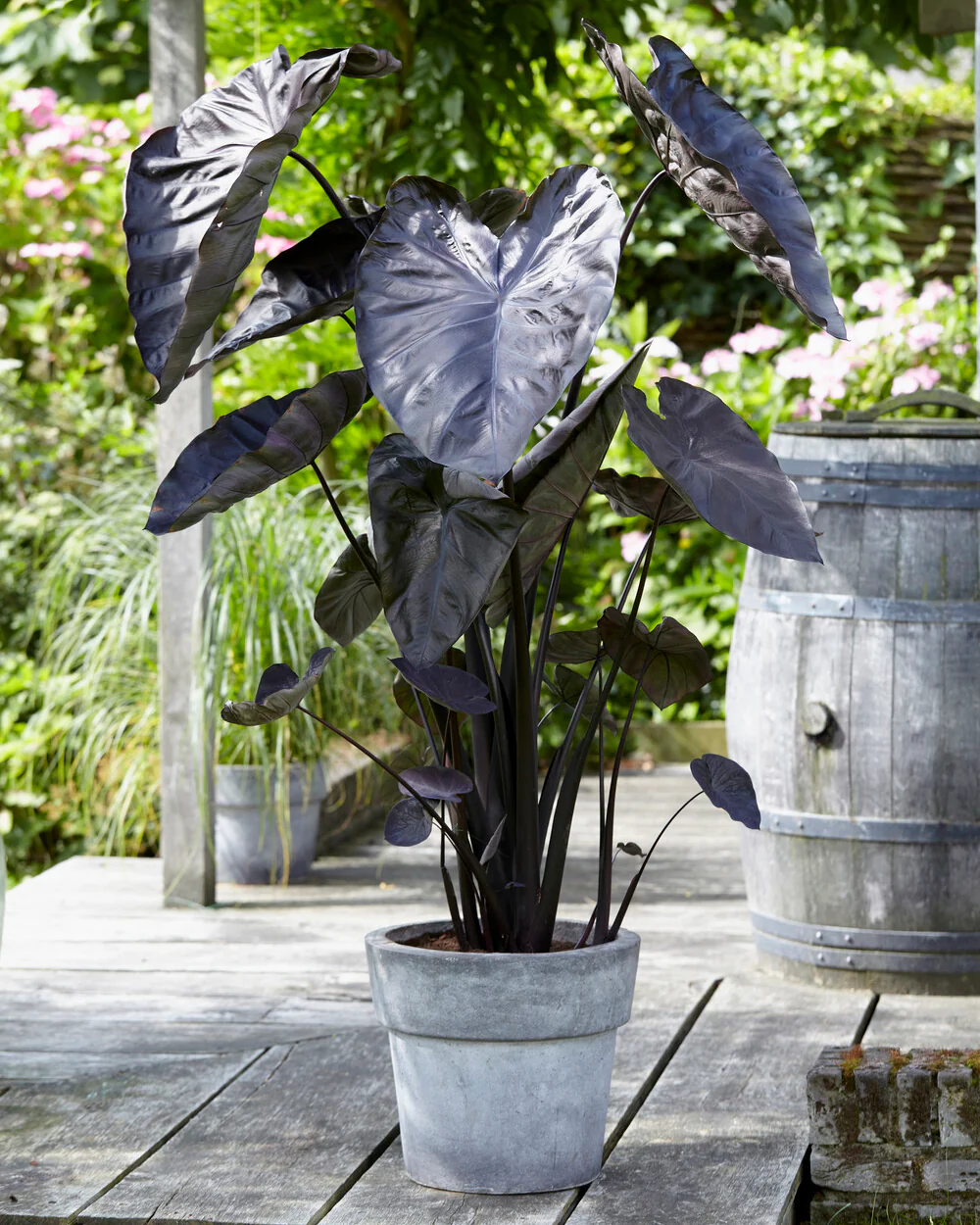 Colocasia 'Black Coral' - Image 5