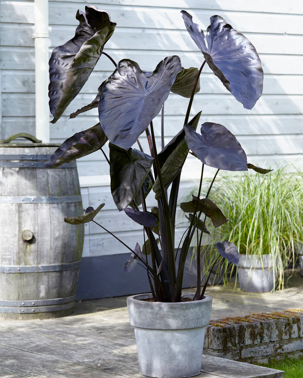 Colocasia 'Black Coral' - Image 6