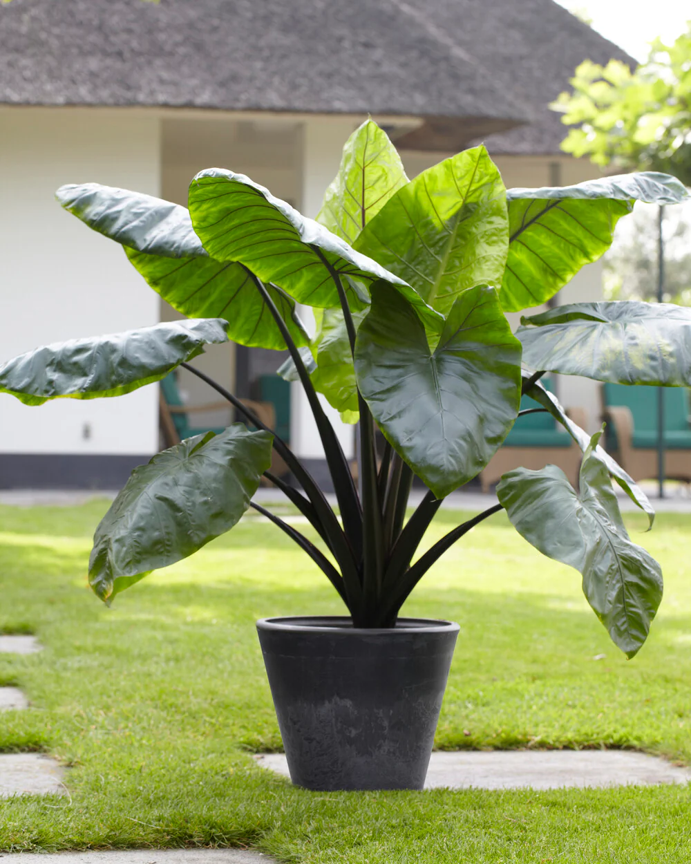 Colocasia 'Black Stem' - Image 2