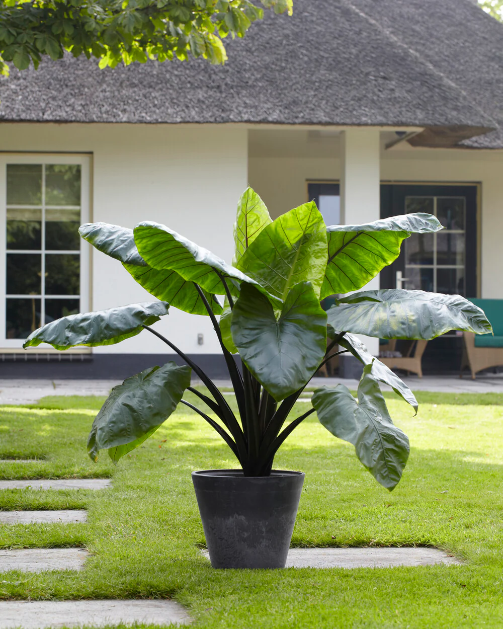 Colocasia 'Black Stem' - Image 6