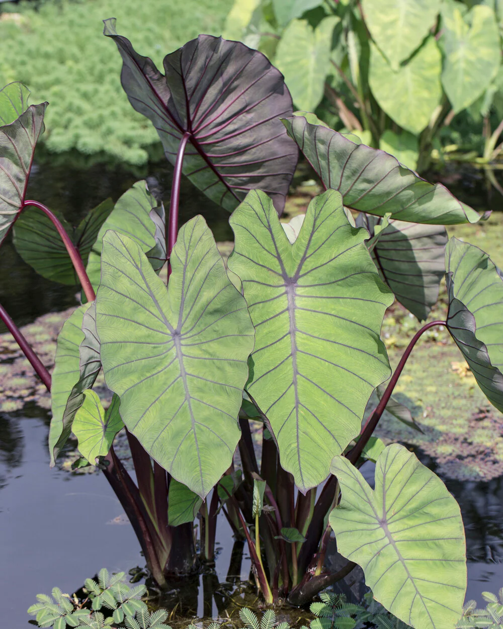Colocasia 'Blue Hawaii' - Image 5