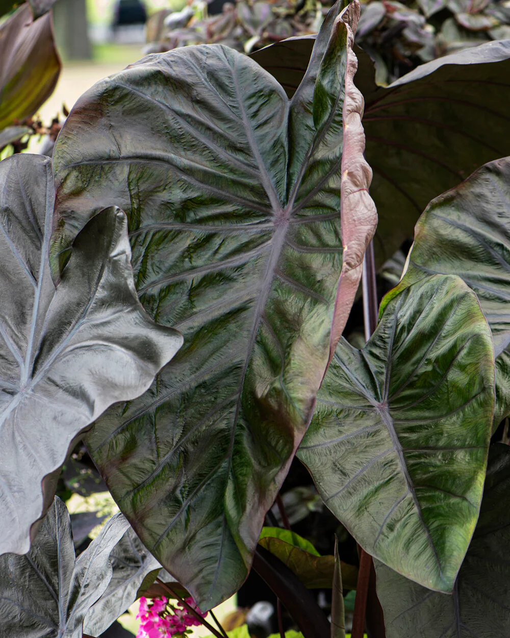 Colocasia 'Diamond Head' - Image 3
