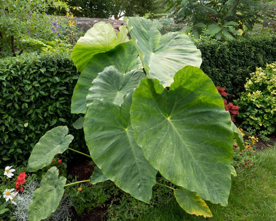 Colocasia esculenta - Image 3