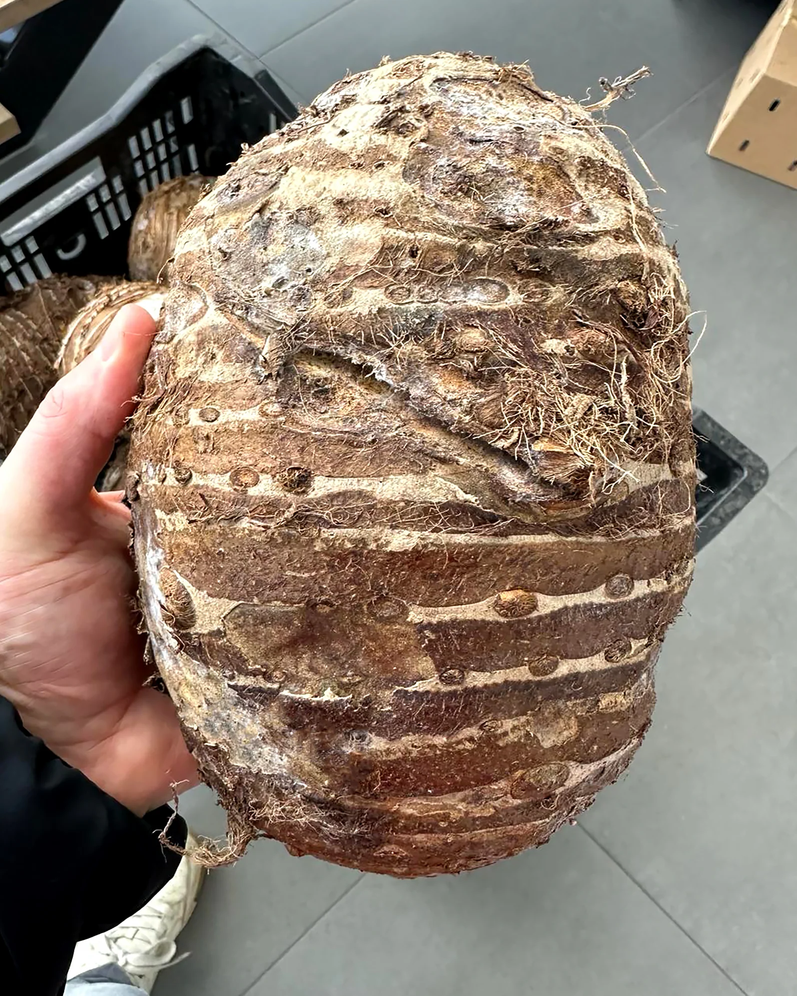 Colocasia 'Jumbo Taro' - Image 2