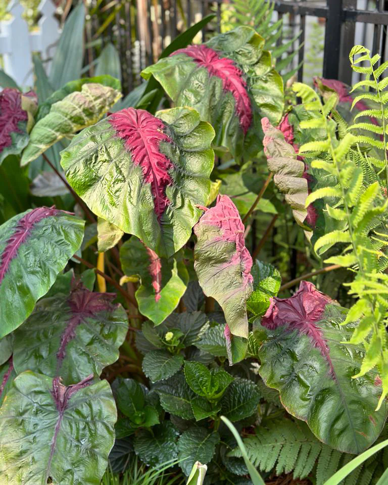 Colocasia 'Madeira Star' - Image 4
