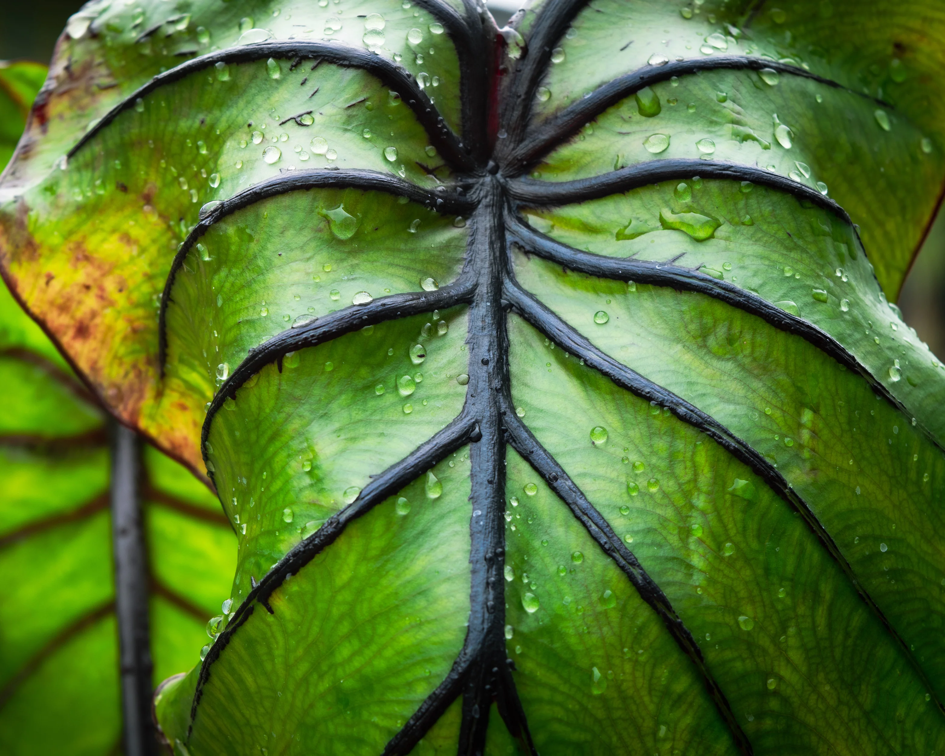 Colocasia 'Pharaoh's Mask' - Image 3