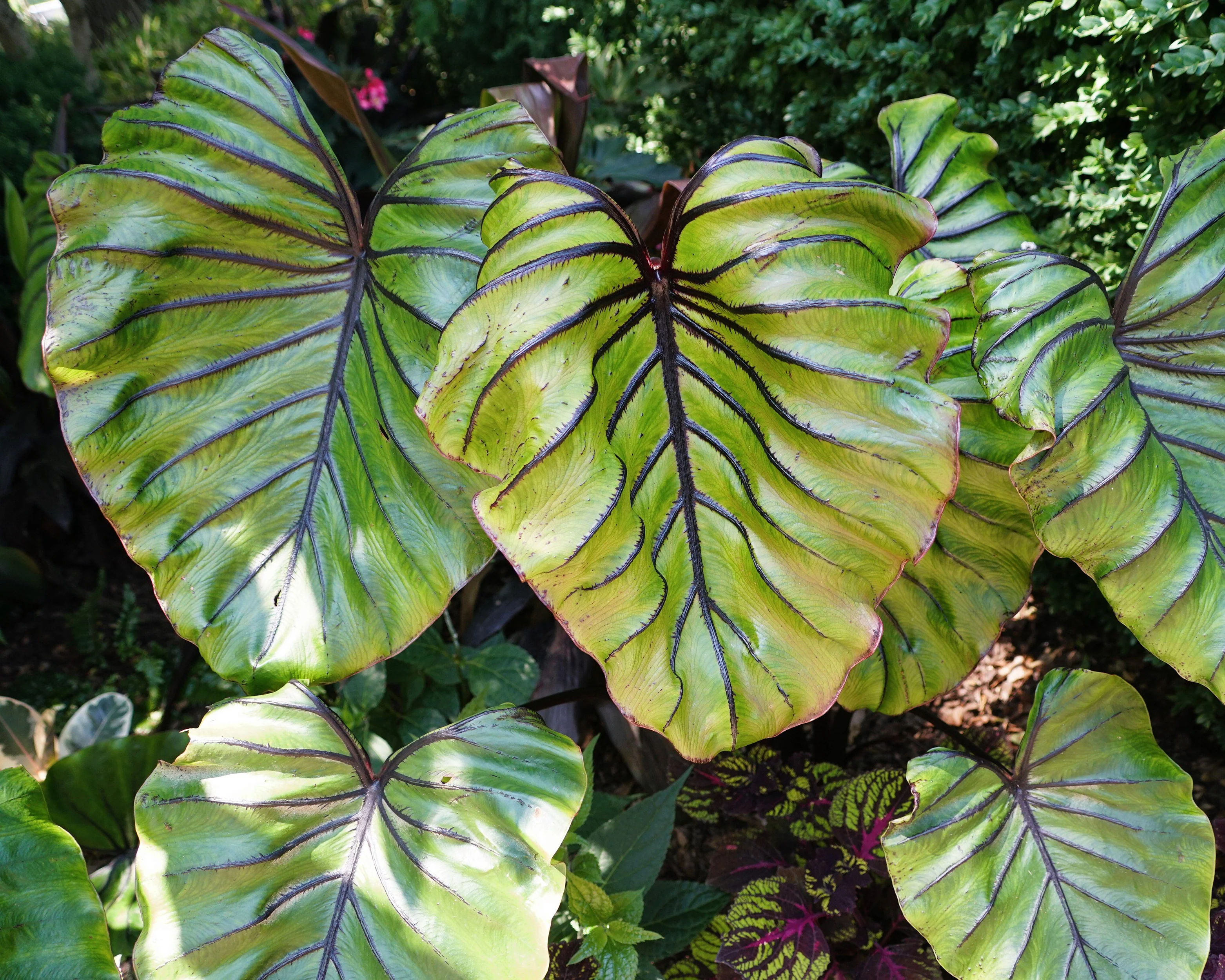 Colocasia 'Pharaoh's Mask' - Image 6