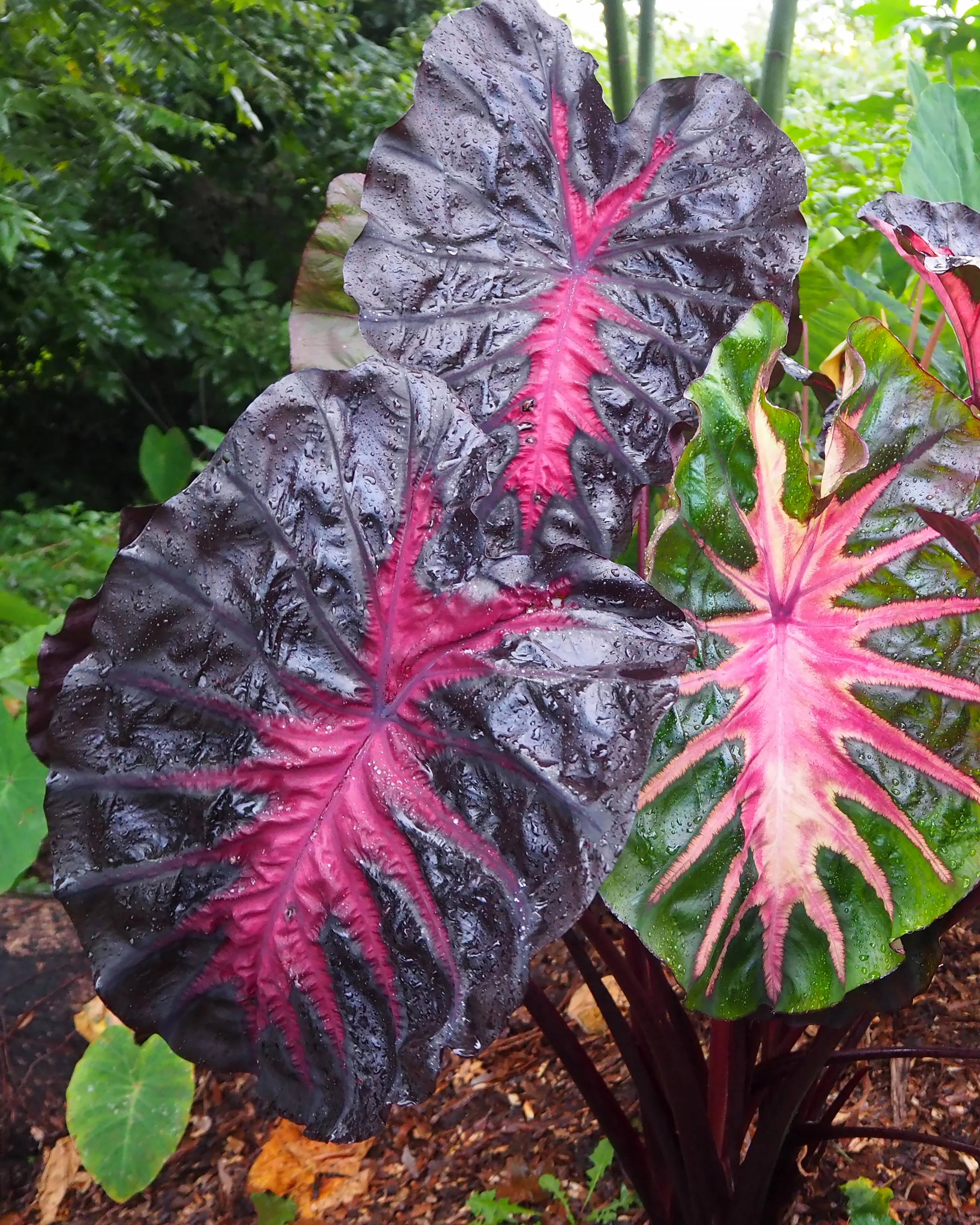 Colocasia 'Redemption' - Image 4