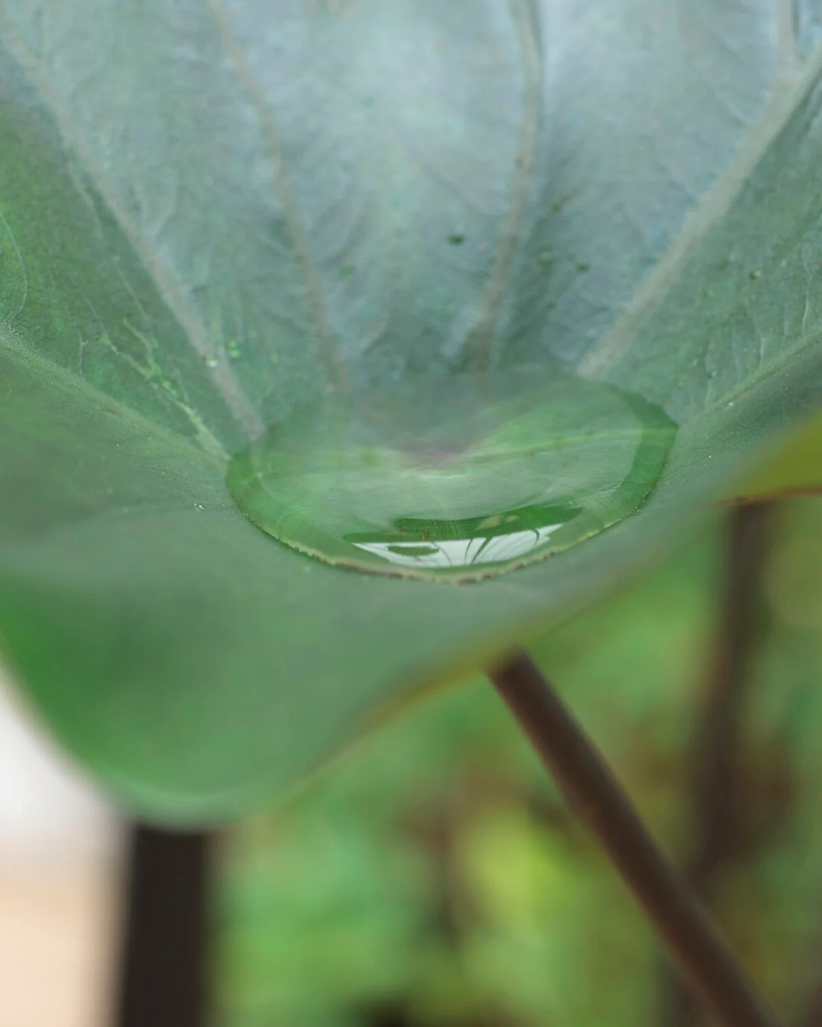 Colocasia 'Tea Cup' - Image 10