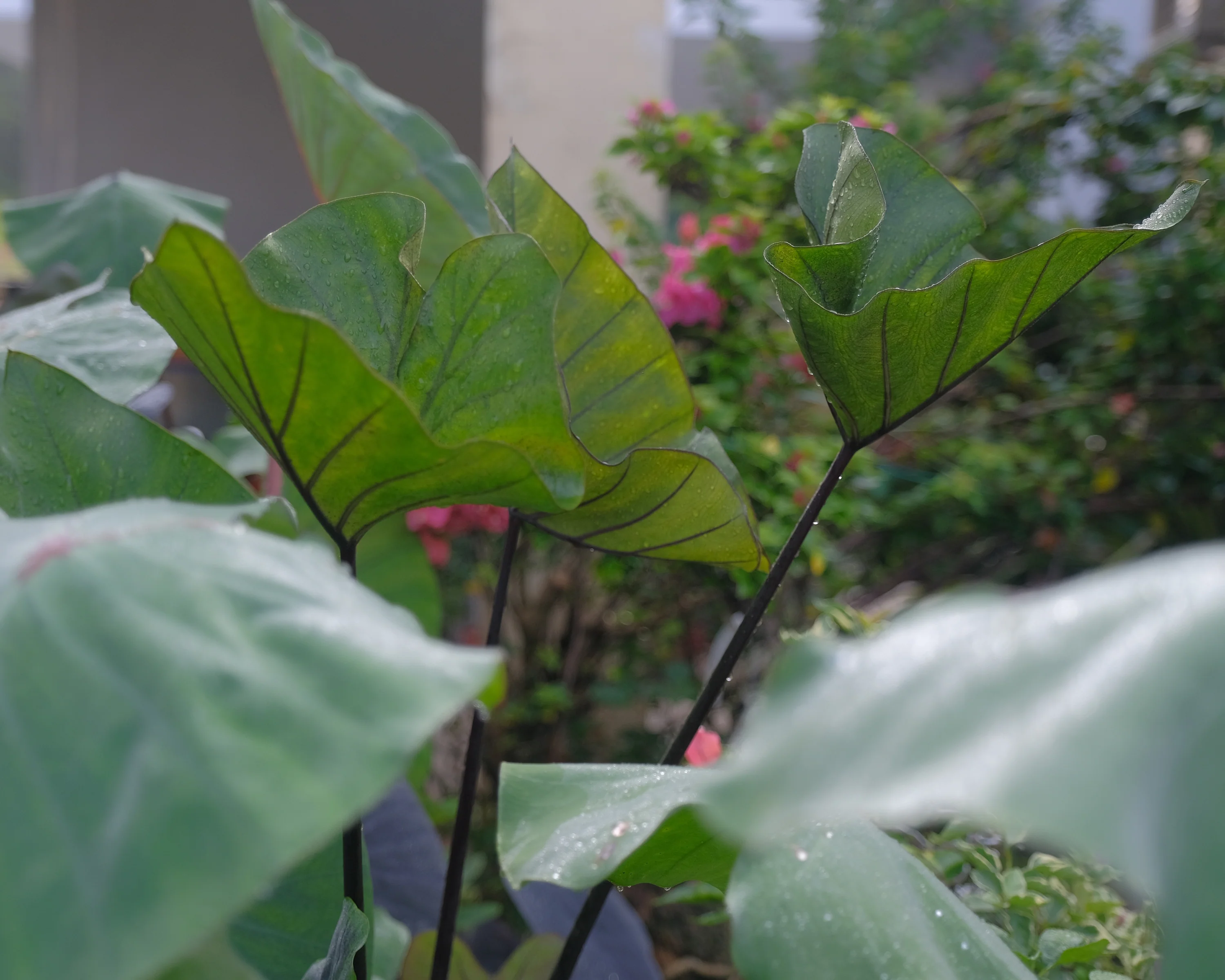 Colocasia 'Tea Cup' - Image 4