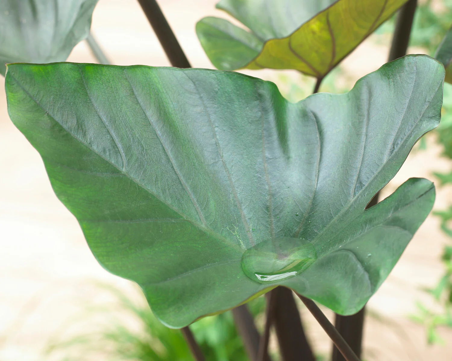 Colocasia 'Tea Cup' - Image 5