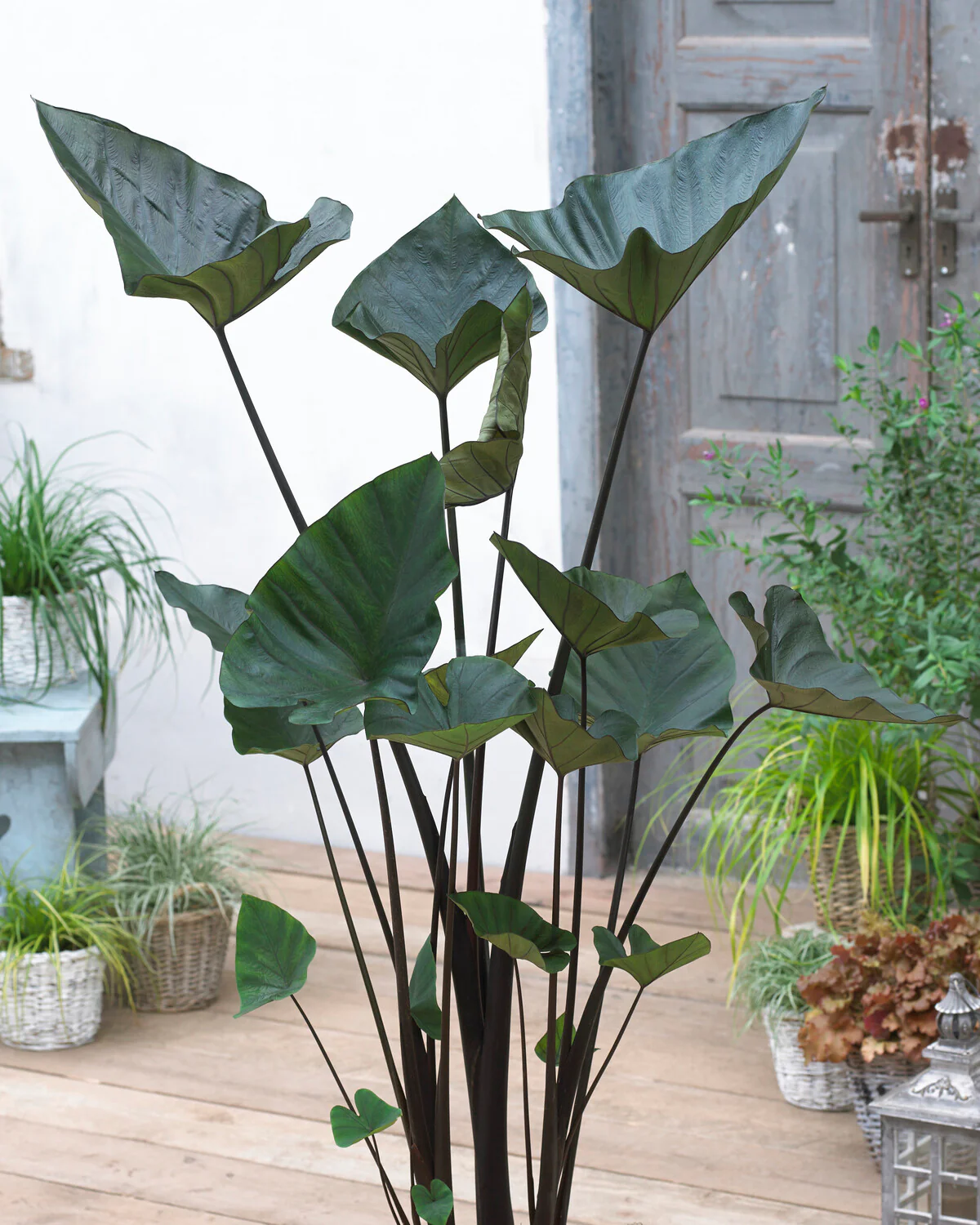 Colocasia 'Tea Cup' - Image 6