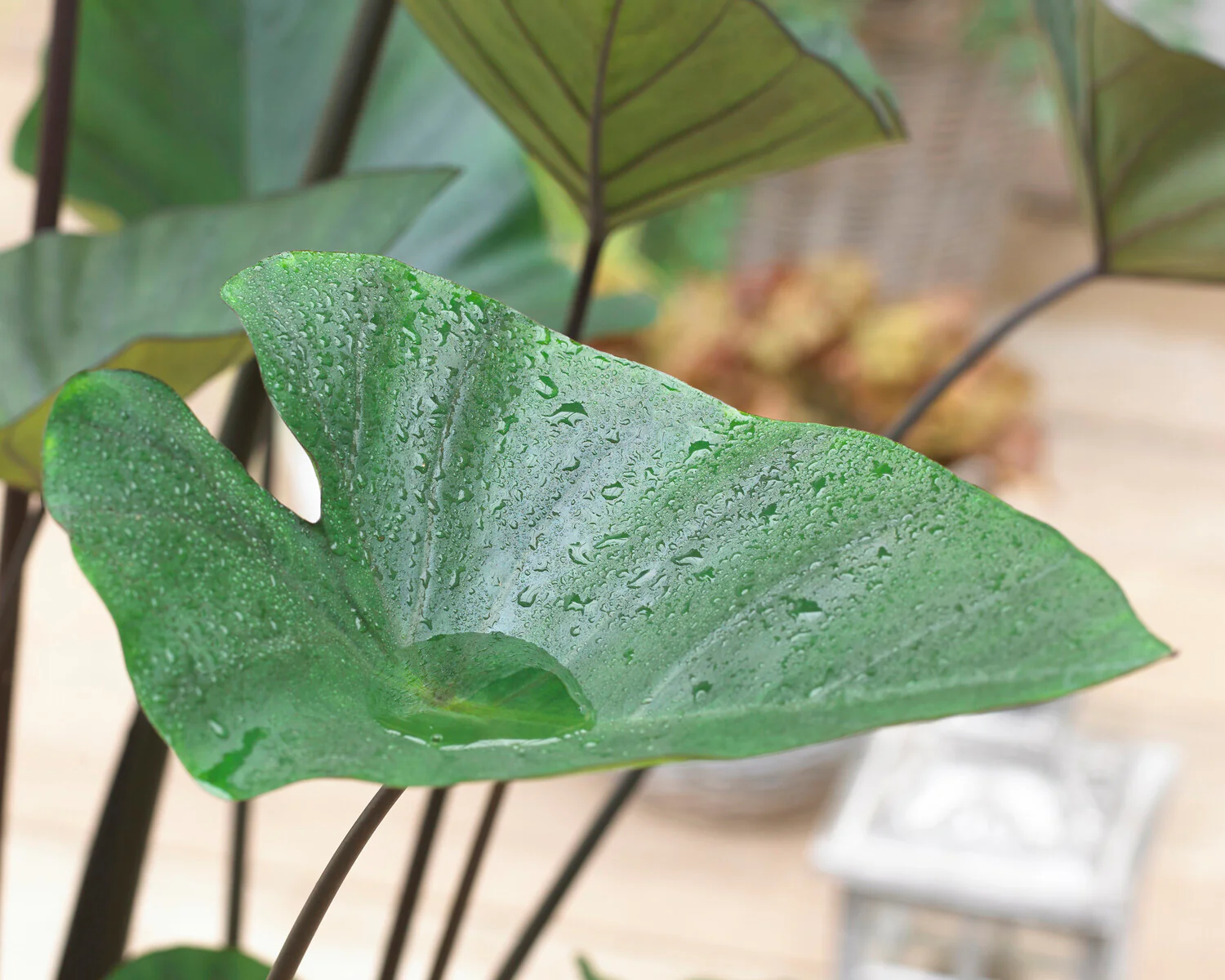Colocasia 'Tea Cup' - Image 7