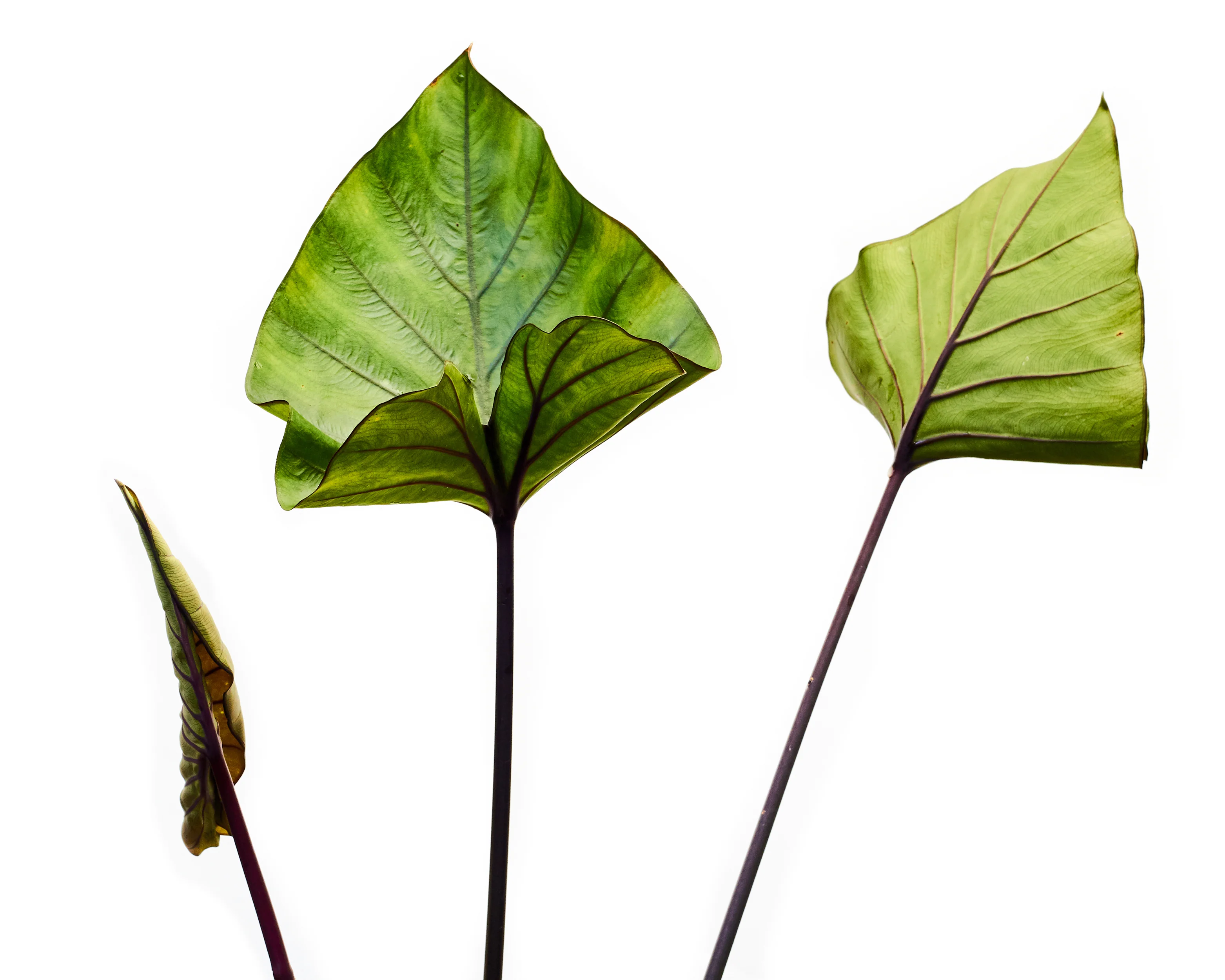 Colocasia 'Tea Cup' - Image 8