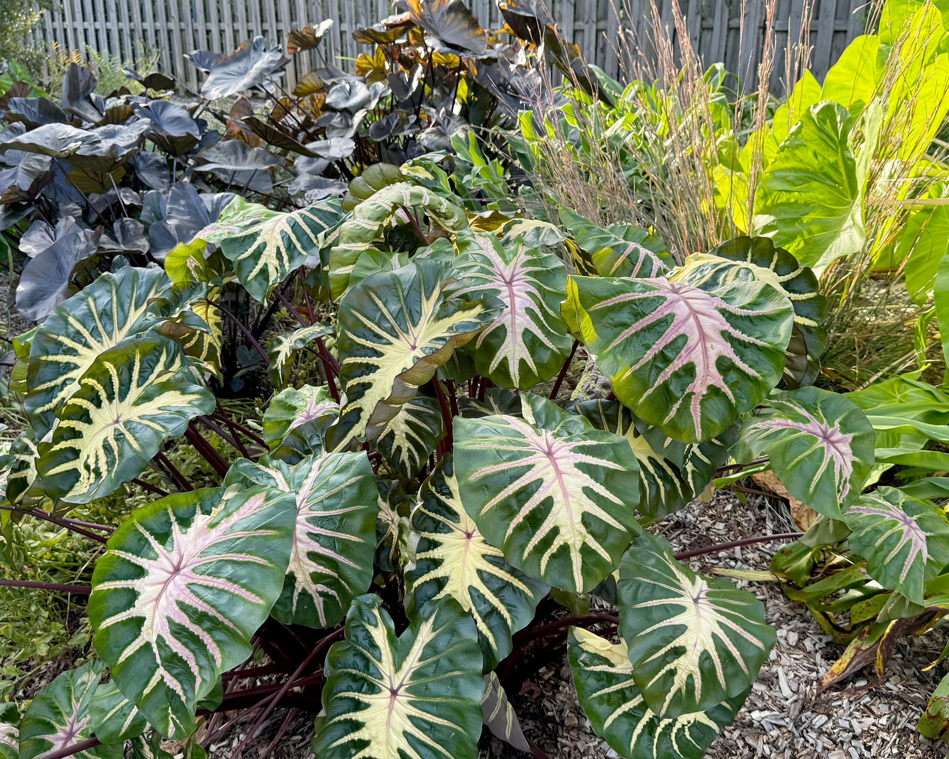 Colocasia 'Waikiki' - Image 2
