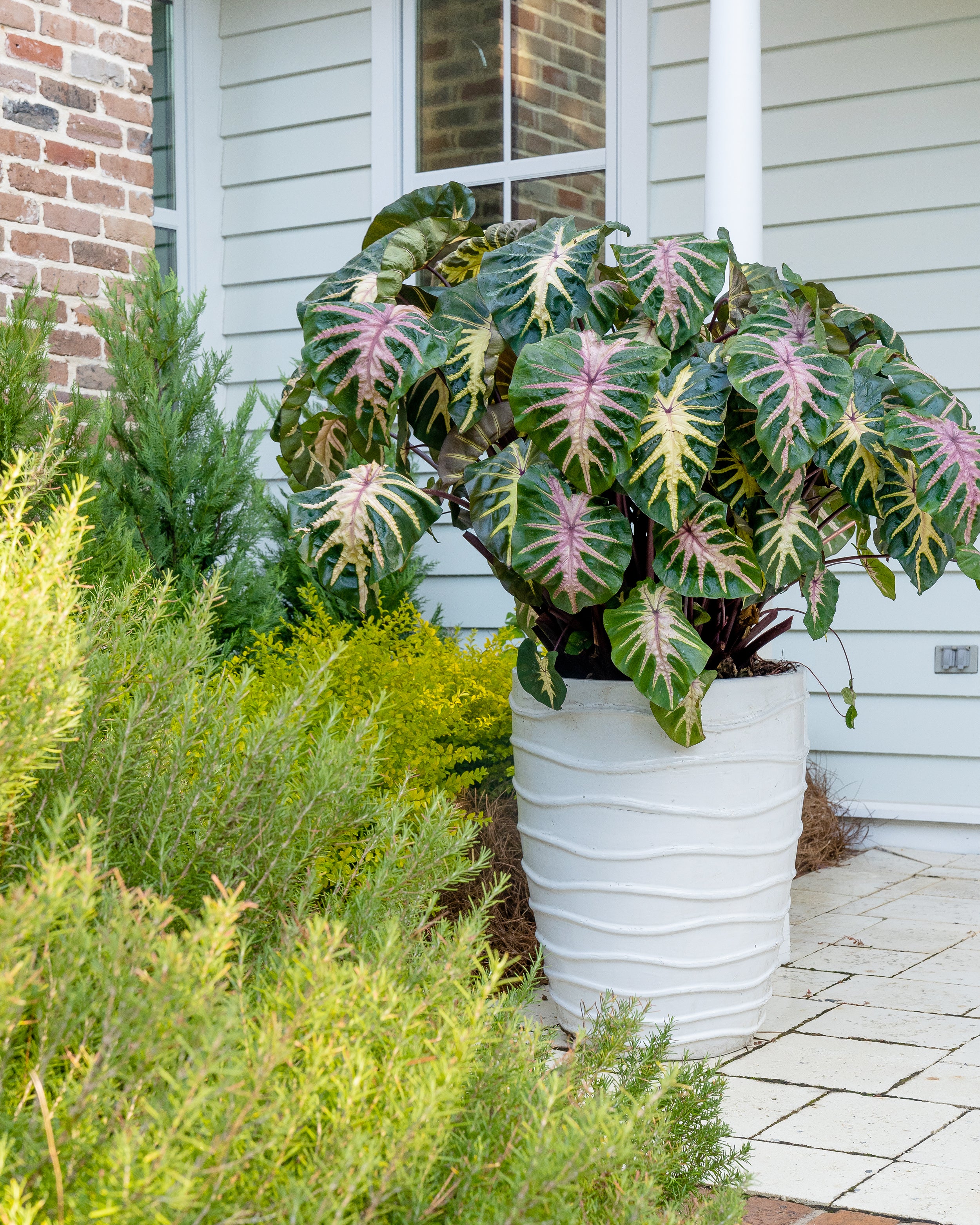 Colocasia 'Waikiki' - Image 5