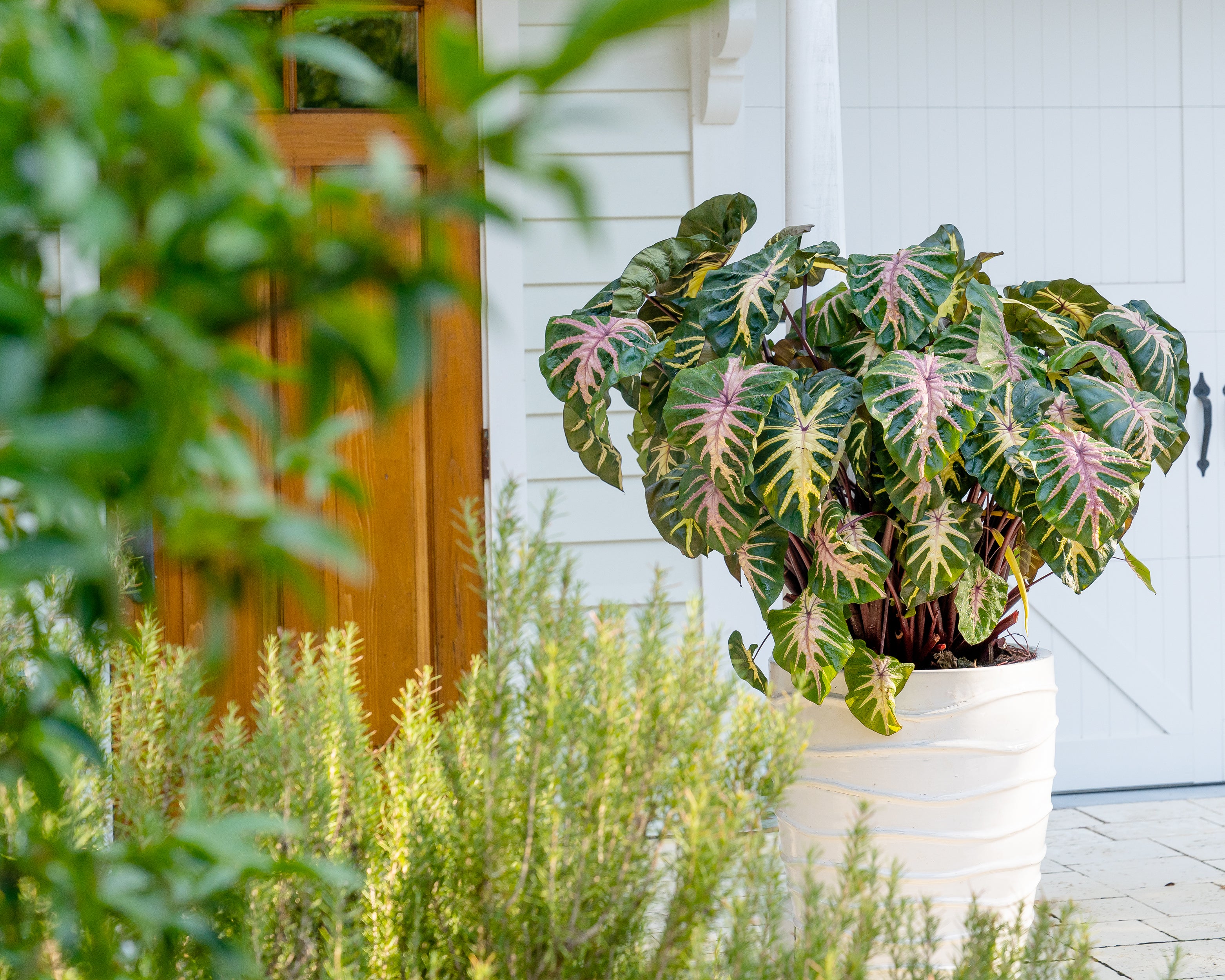 Colocasia 'Waikiki' - Image 8