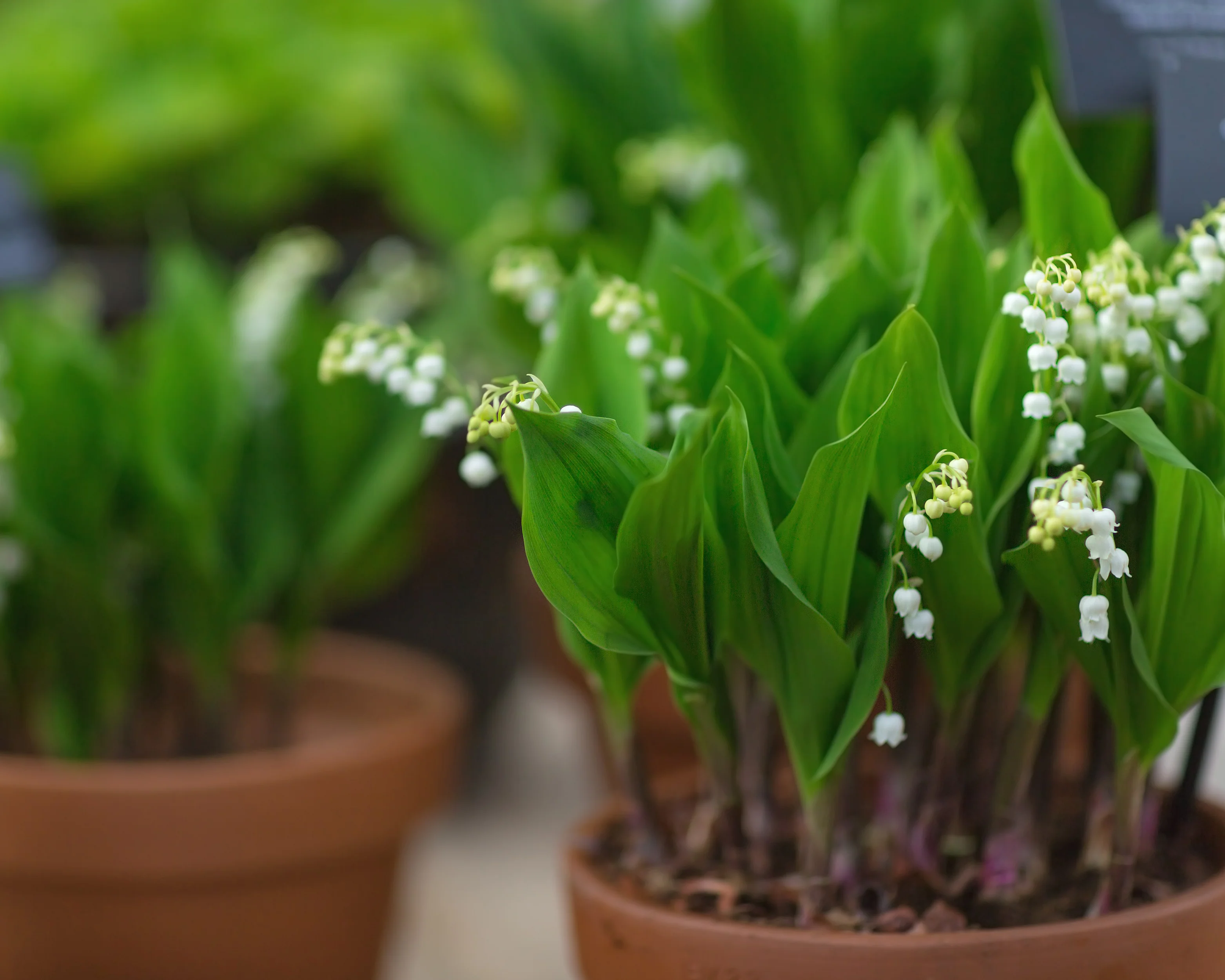 Convallaria forcing pips - Image 4