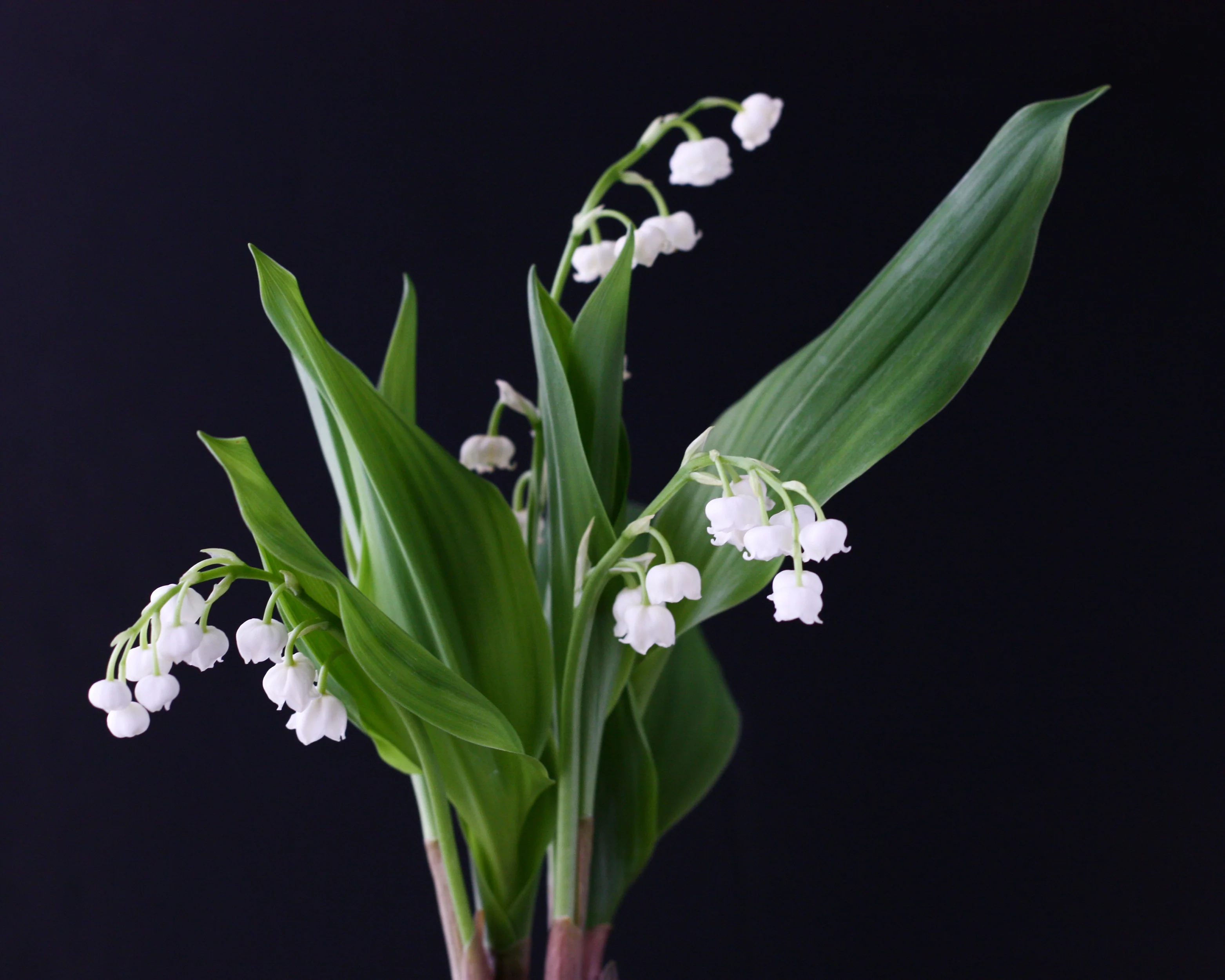 Convallaria forcing pips - Image 9